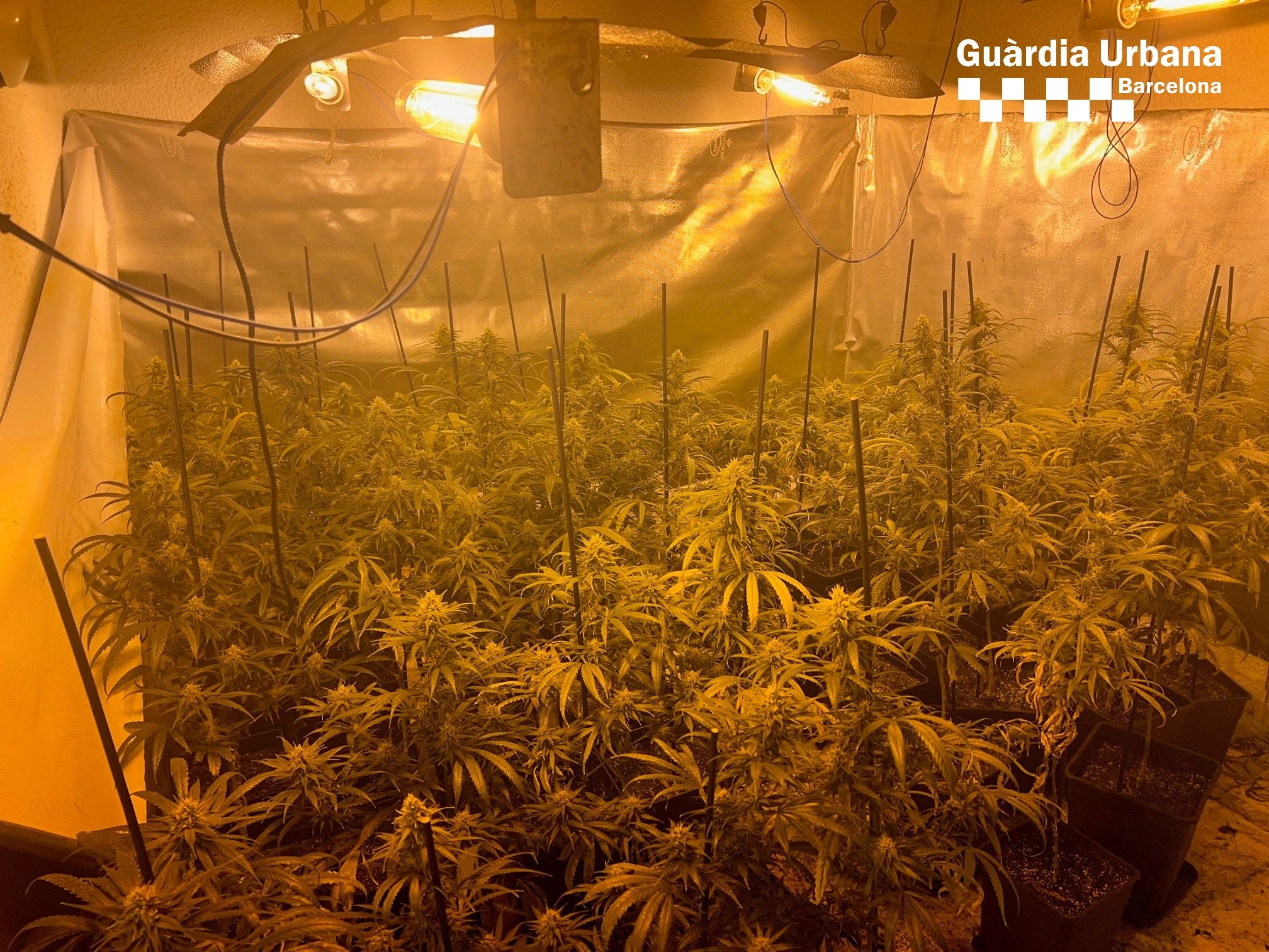 La plantació de marihuana desmantellada en un pis de Gràcia / Guàrdia Urbana