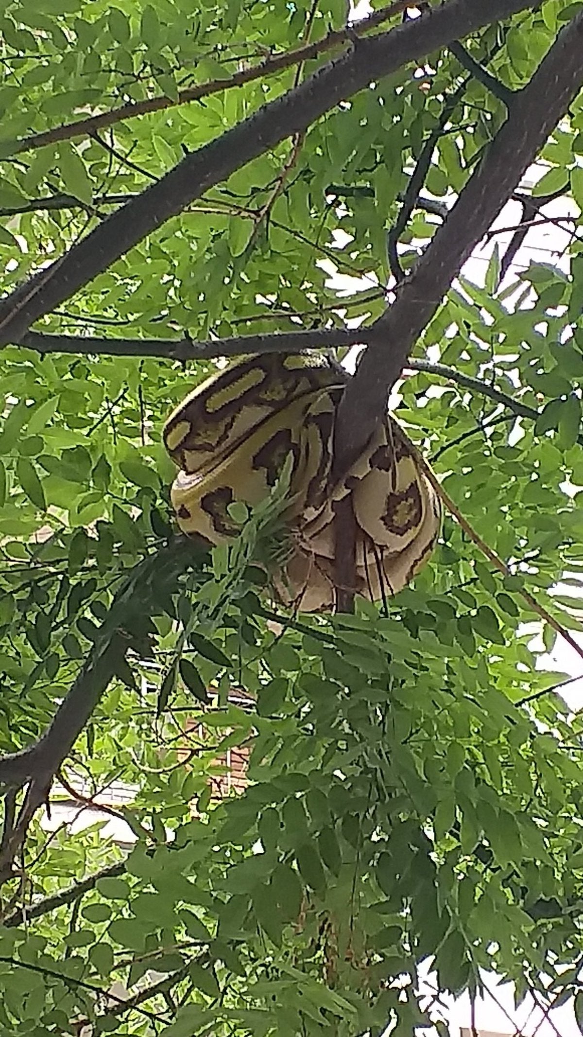 Han trobat la serp enroscada en un arbre del carrer de Felipe de Paz / Twitter: @xaviblanch1