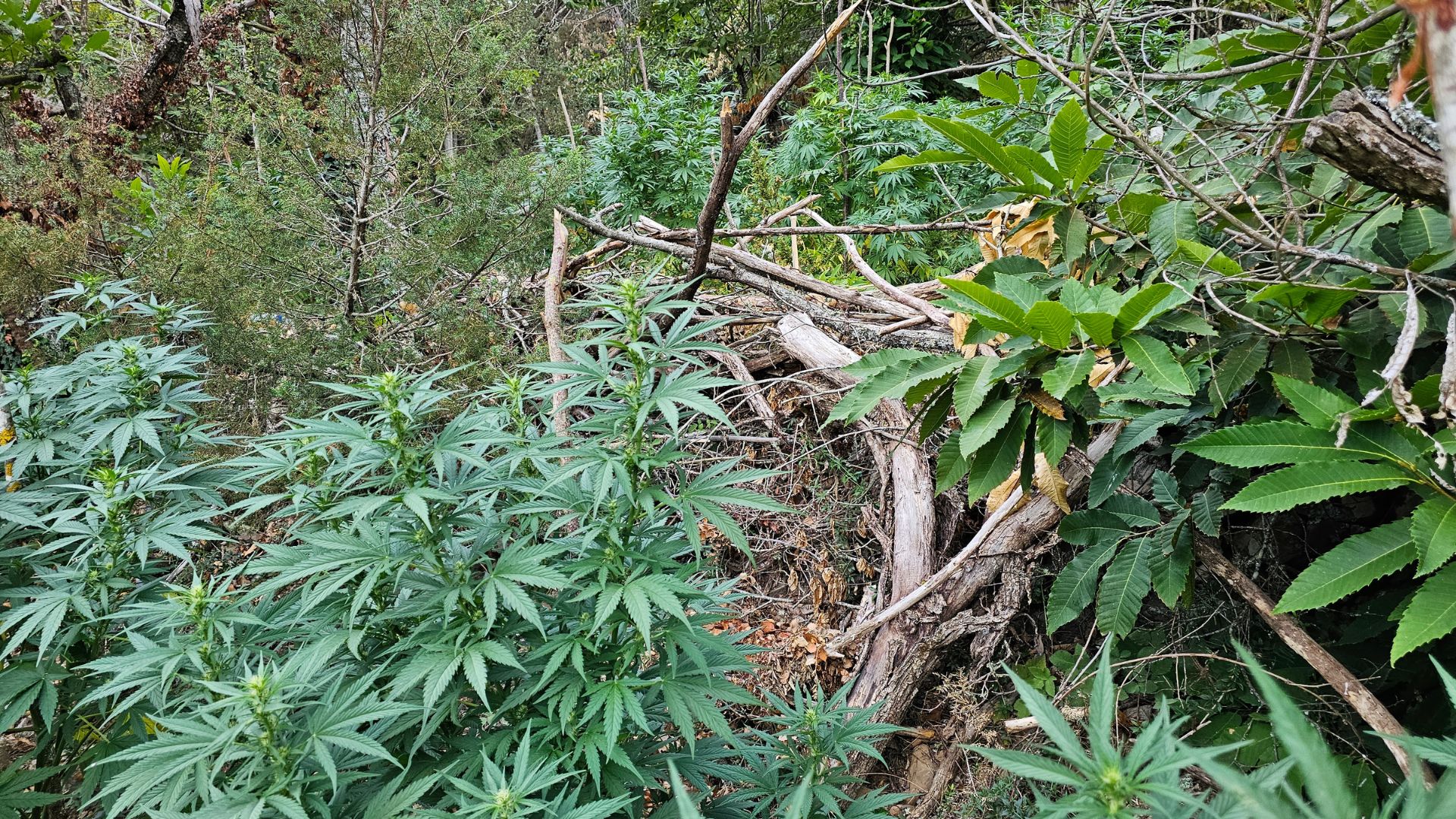 Plantes de marihuana en un conreu localitzat pels Mossos / Mossos d'Esquadra