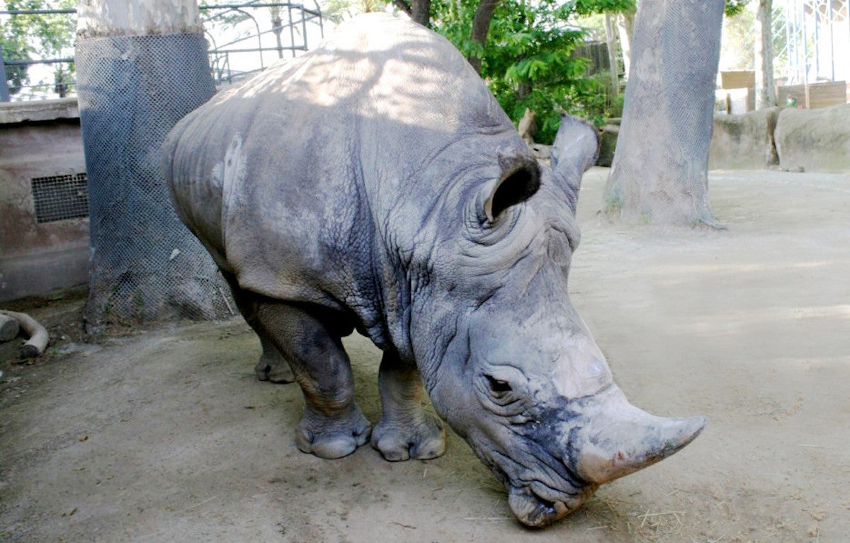 El Pedro, el rinoceront blanc més vell d'Europa, en una imatge d'arxiu / Zoo de Barcelona