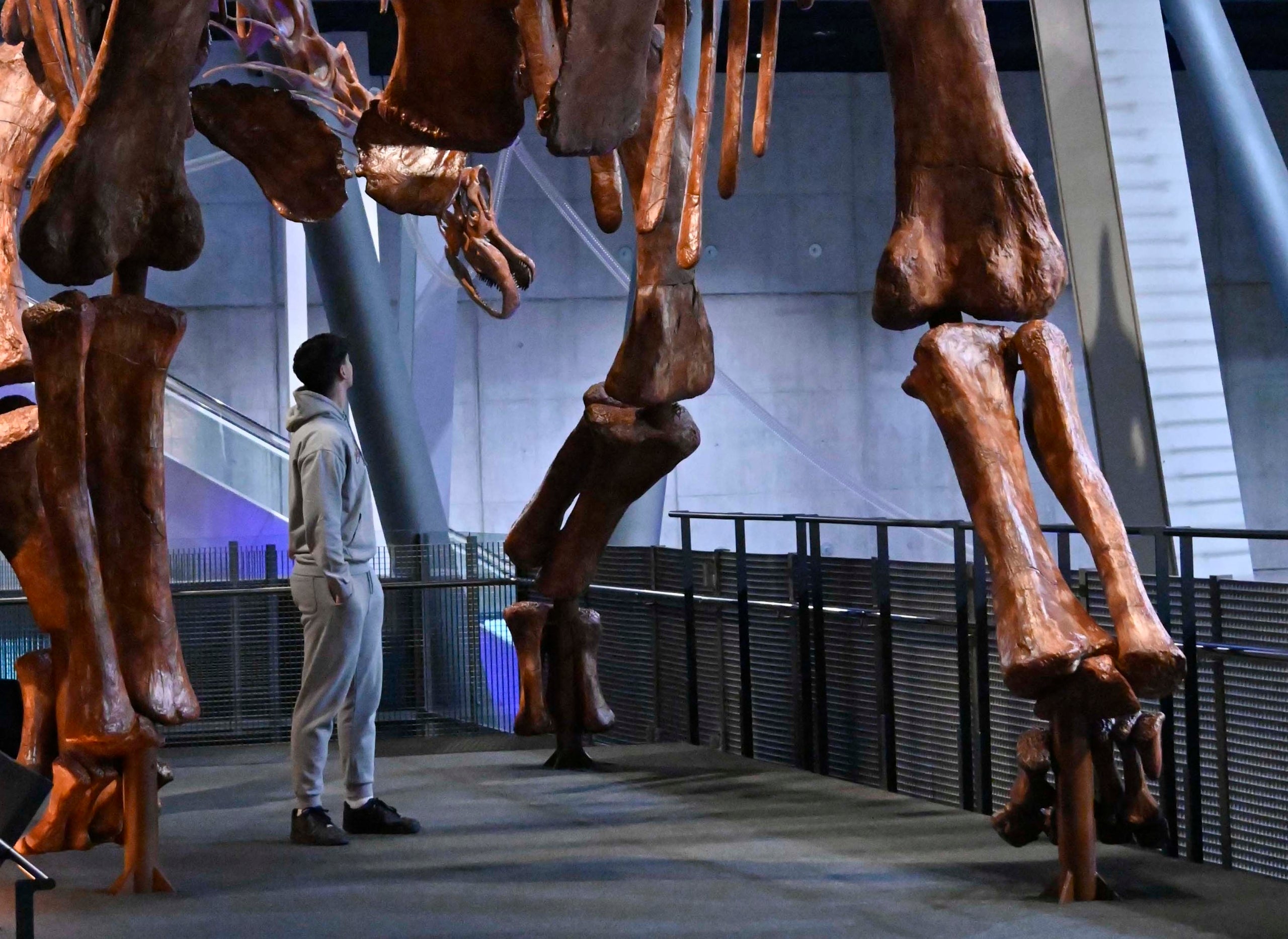 Els dinousaures aparèixer a mida real | CosmoCaixa
