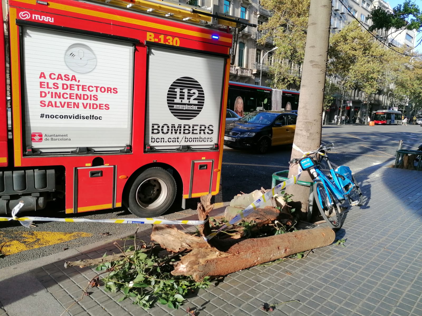 Imatge d'arxiu d'un arbre que va caure el passat octubre a la plaça de Catalunya / Gabriel González