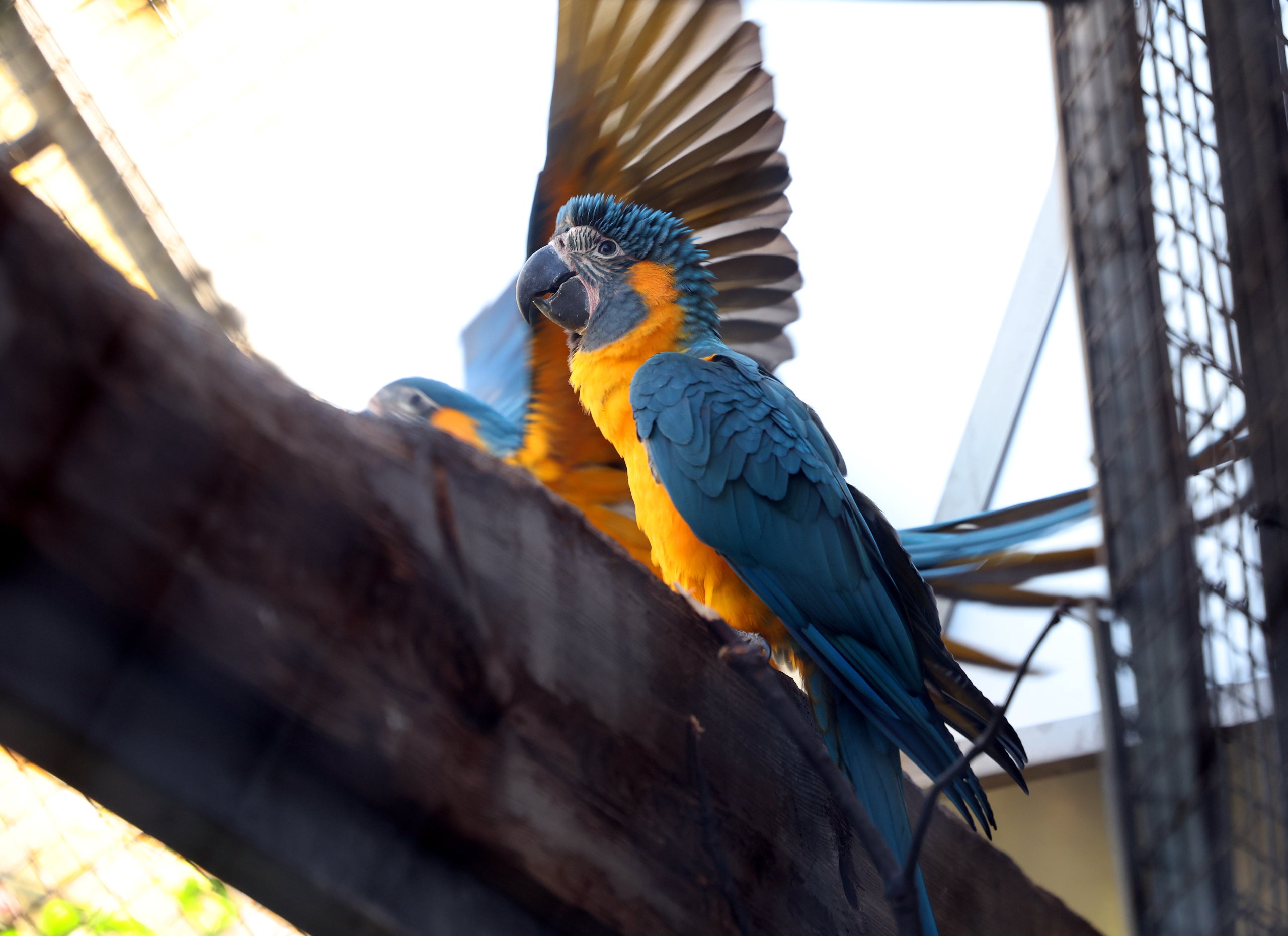 Un dels exemplars de guacamai gorjablau del Zoo de Barcelona / Zoo de Barcelona
