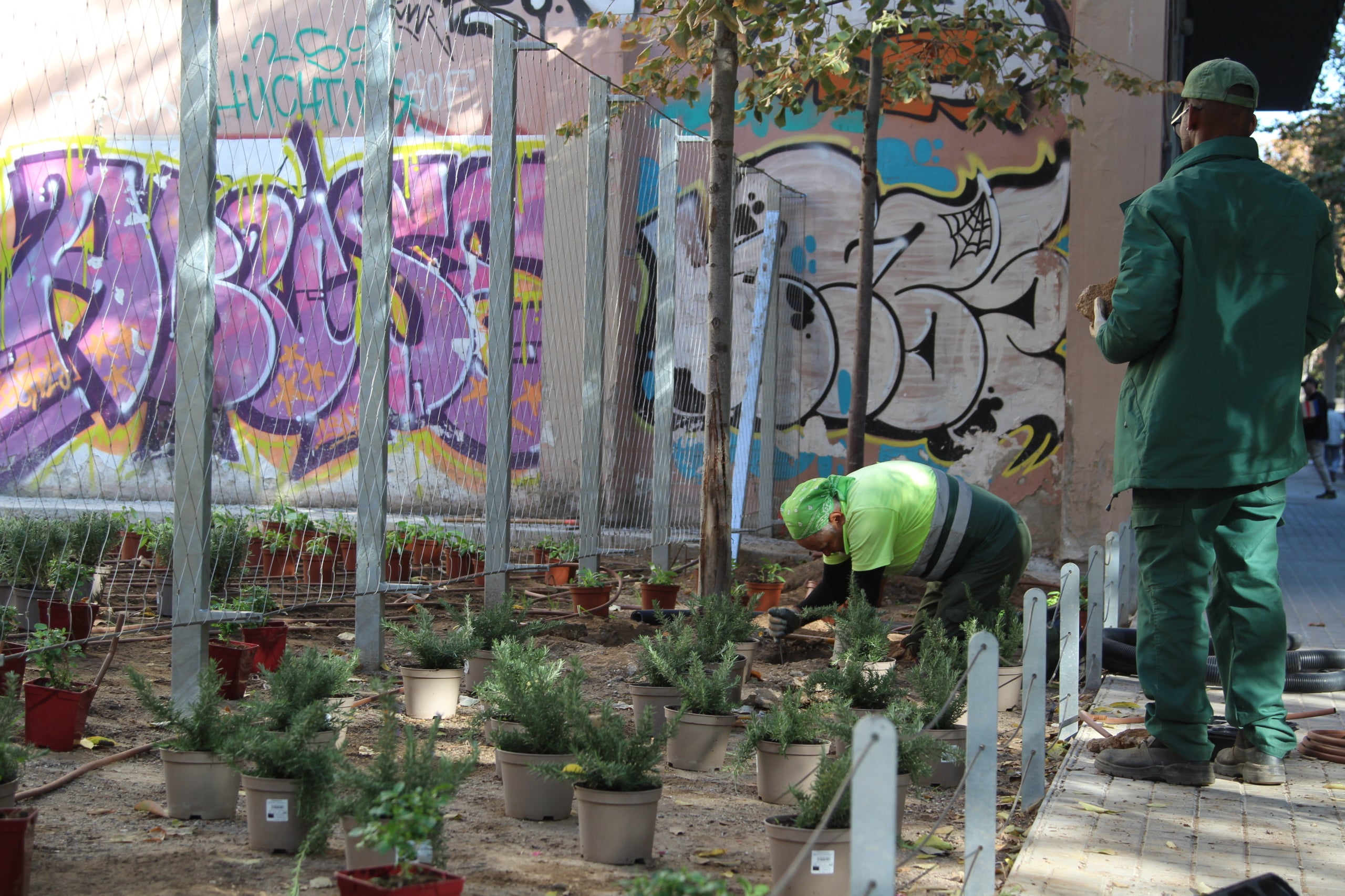 Operaris col·loquen els testos amb les plantes a l'espai de biodiversitat ubicat a l'encreuament entre els carrers de Consell de Cent i de Calàbria / A.R.