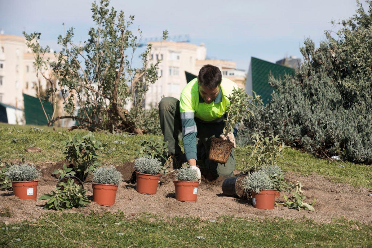 Un treballador de Parcs i Jardins de Barcelona planta plantes arbustives en un dels jardins de la ciutat / ACN