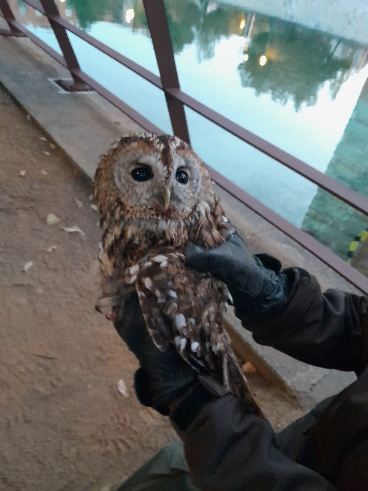 El gamarús rescatat a Nou Barris | Bombers de BCN