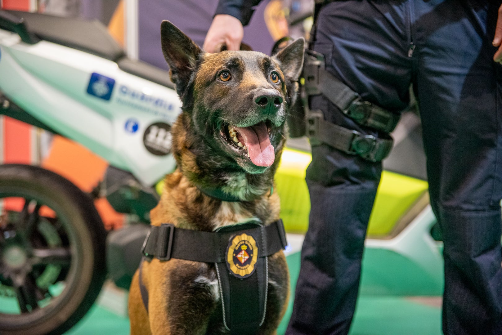 Un gos de la unitat canina de la Guàrdia Urbana | Guàrdia Urbana
