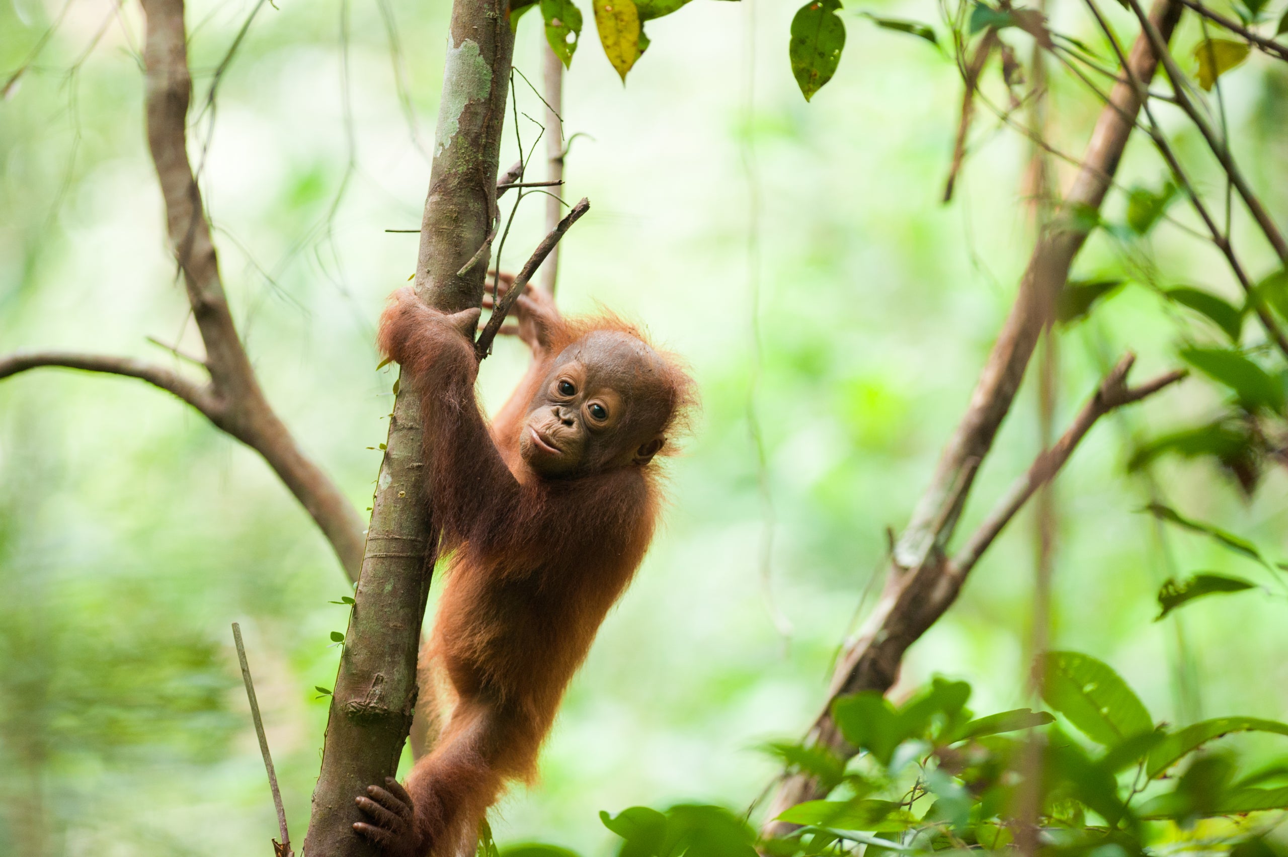 Imatge d'un orangutan de Borneo / Zoo de Barcelona