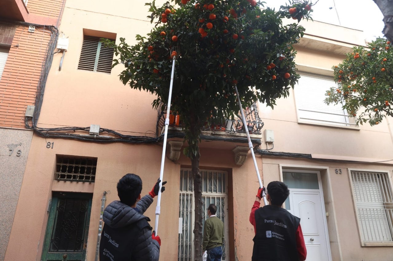 Enguany se celebra la quarta edició de l'espigolada / Ajuntament de Barcelona