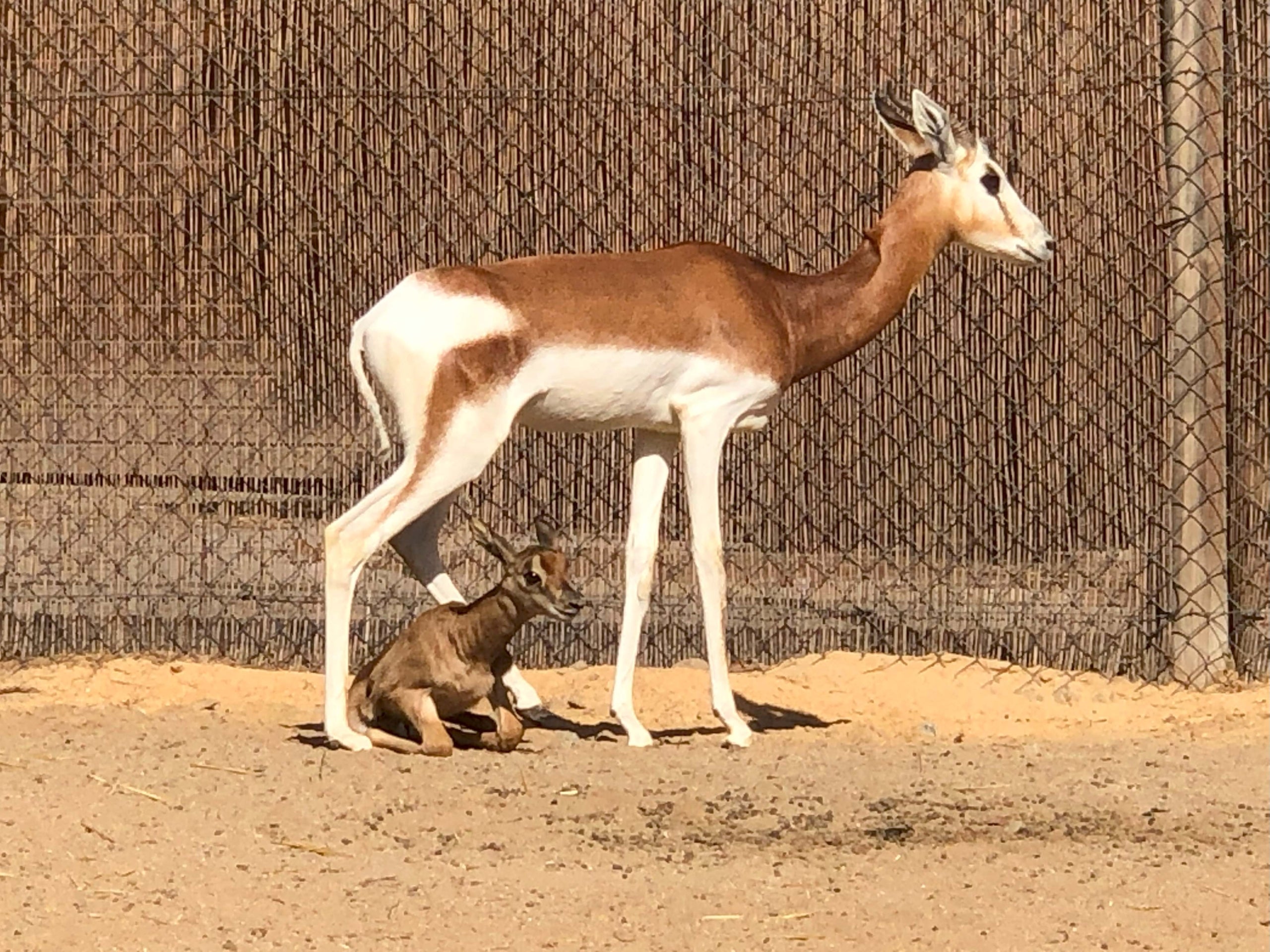 La cria de gasela dama mohor que ha cascut al Zoo de Barcelona / Zoo de Barcelona