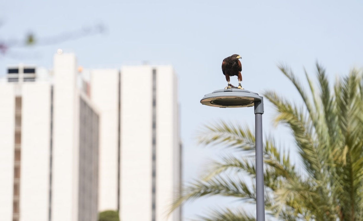 Una au rapinyaire a Barcelona | Ajuntament 