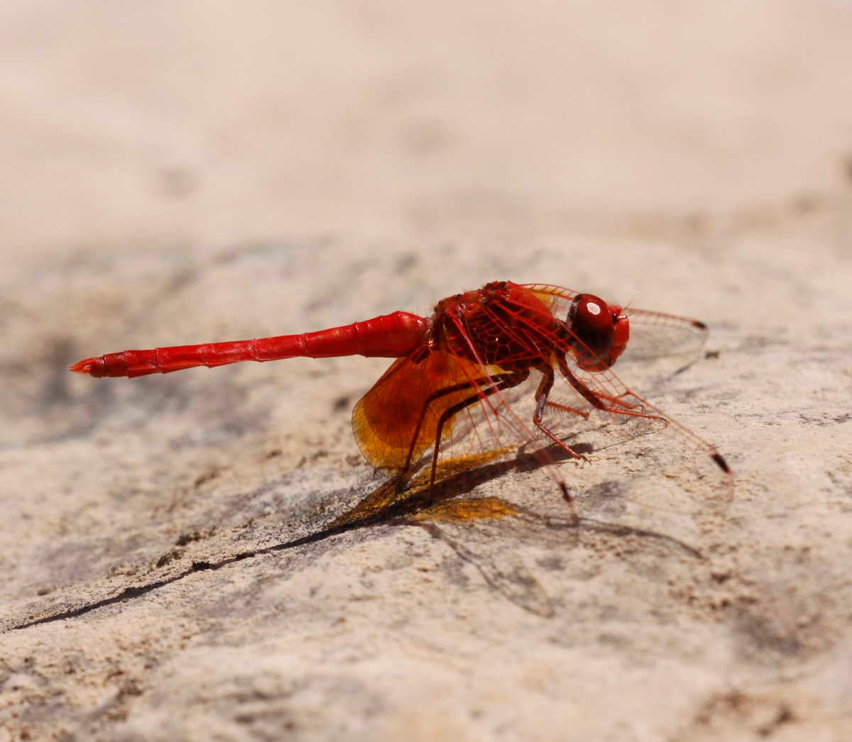 La Pipa aureolada (Trithemis kirbyi) | Atles Barcelona 