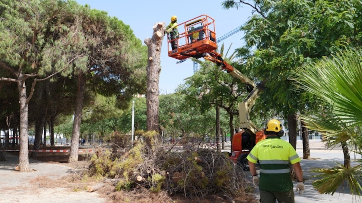Operaris talen un arbre a Barcelona / Ajuntament de Barcelona