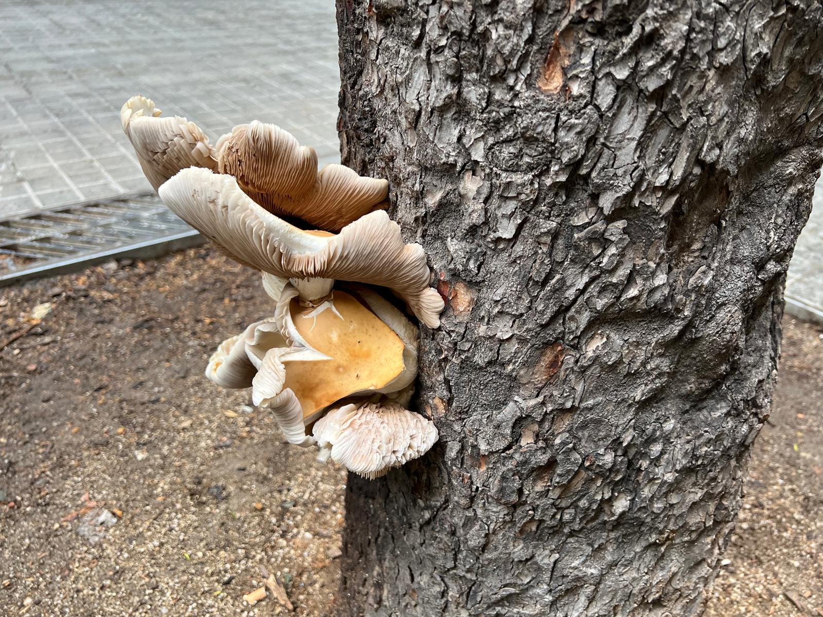 Imatge dels bolets de soca de la superilla de l'Eixample / TOT Barcelona