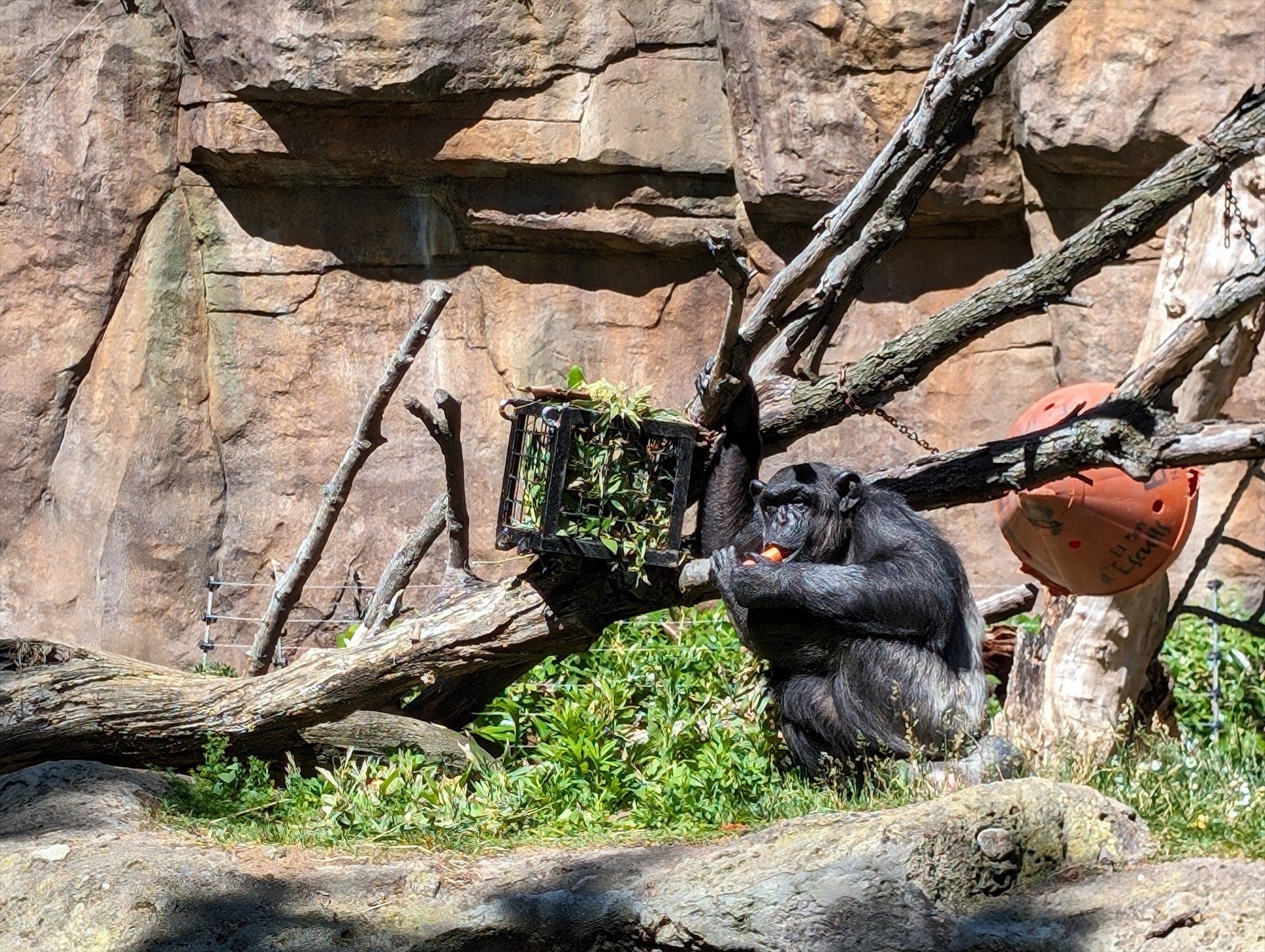 Un primat del Zoo de Barcelona / Europa Press (EP)
