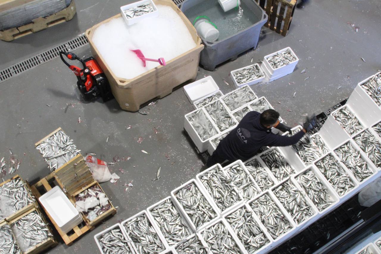 Así son las instalaciones de la nueva lonja de pescadores de Barcelona, donde se subastará el pescado cada día / A.R.