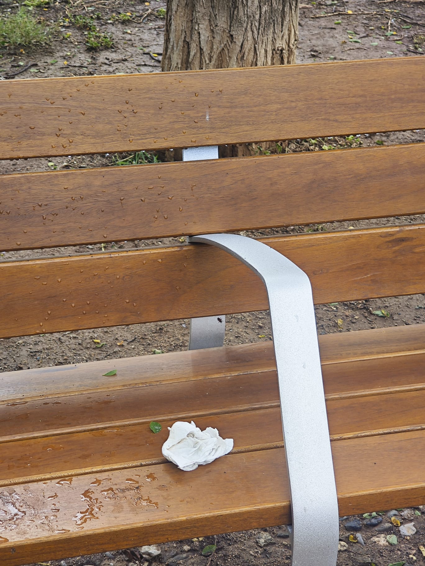 Una de les paparres trobades per usuaris del parc de Can Dragó del districte de Nou Barris / Cedida