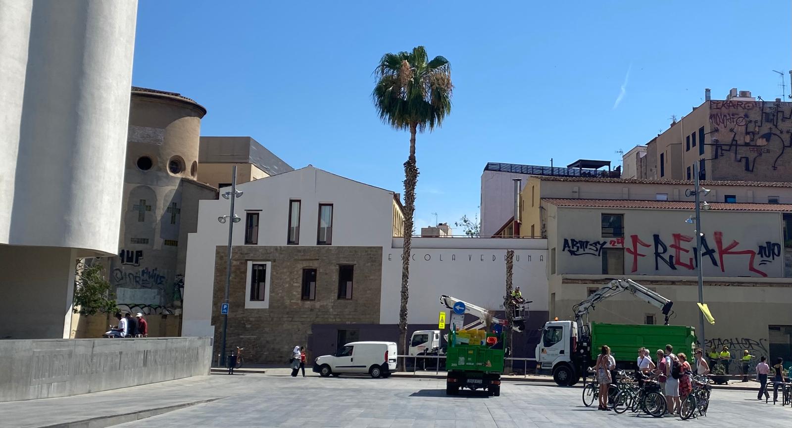 Treballadors de Parcs I Jardins talen les dues palmeres immenses que presidien la façana de l'escola Vedruna Àngels / Cedida