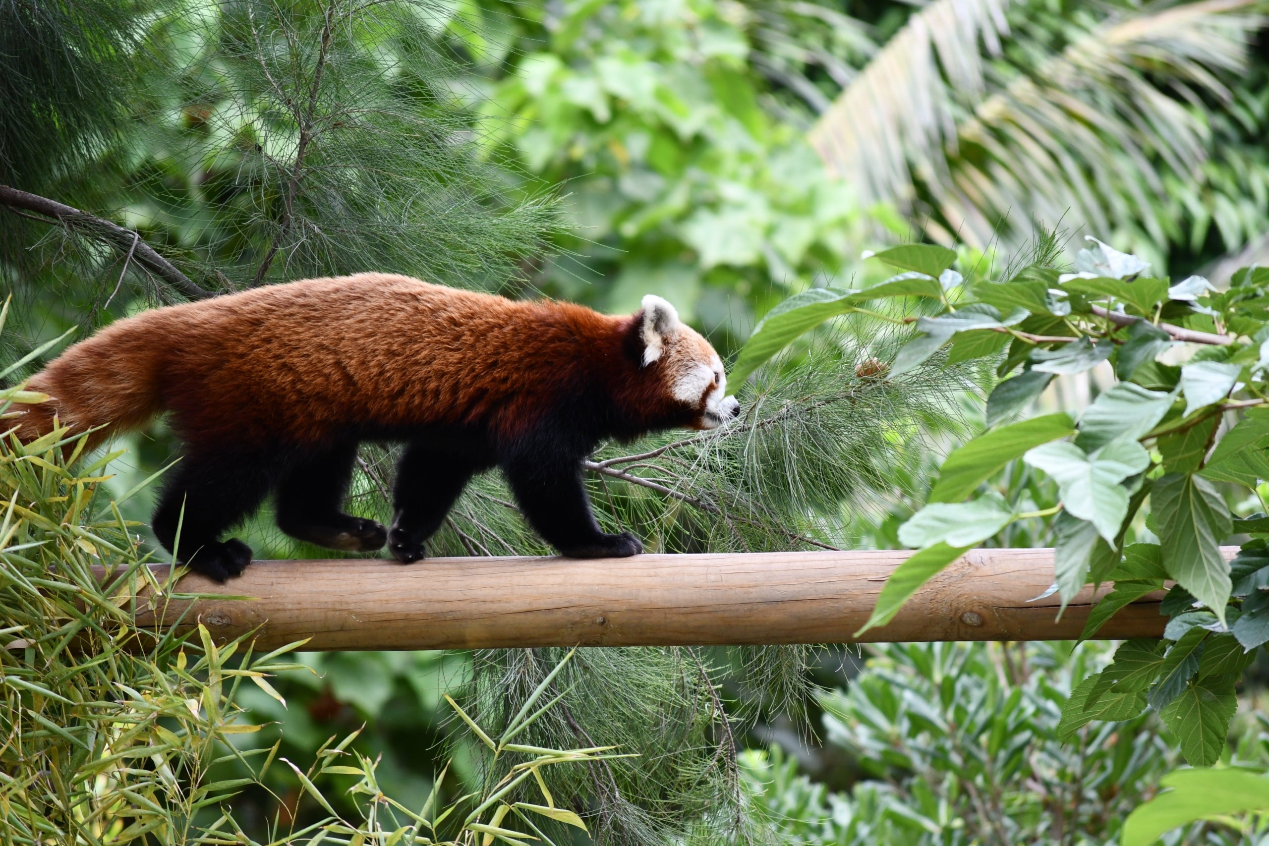 Una femella de panda vermell / ACN