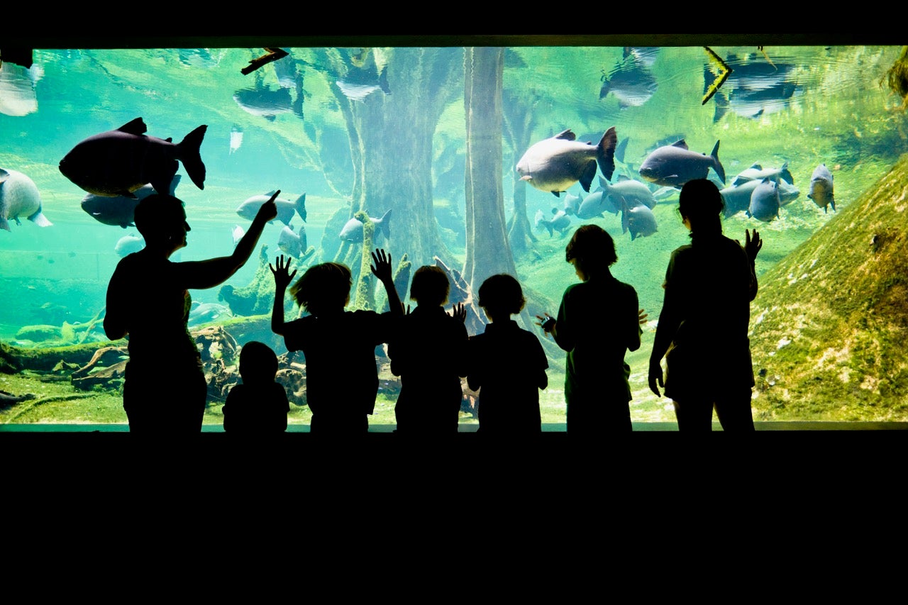 El Cosmocaixa arriba farcit d'activitats nadalenques per als més petits de la casa COSMOCAIXA