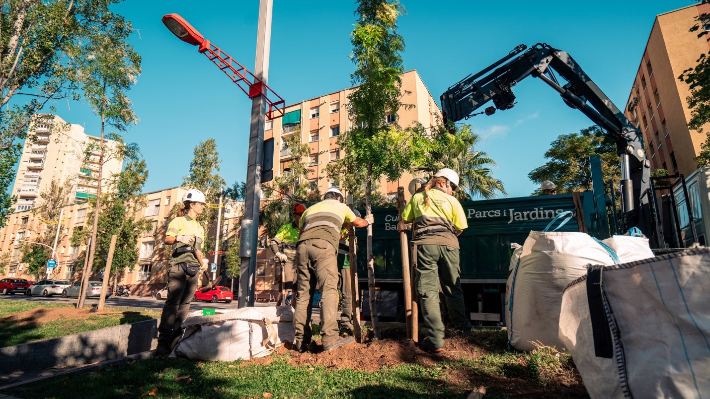 Operaris de l'Ajuntament plantant nou arbrat a la ciutat / Ajuntament de Barcelona