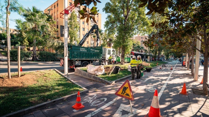 Operacions de renovació de l'arbrat a Barcelona / Ajuntament de Barcelona