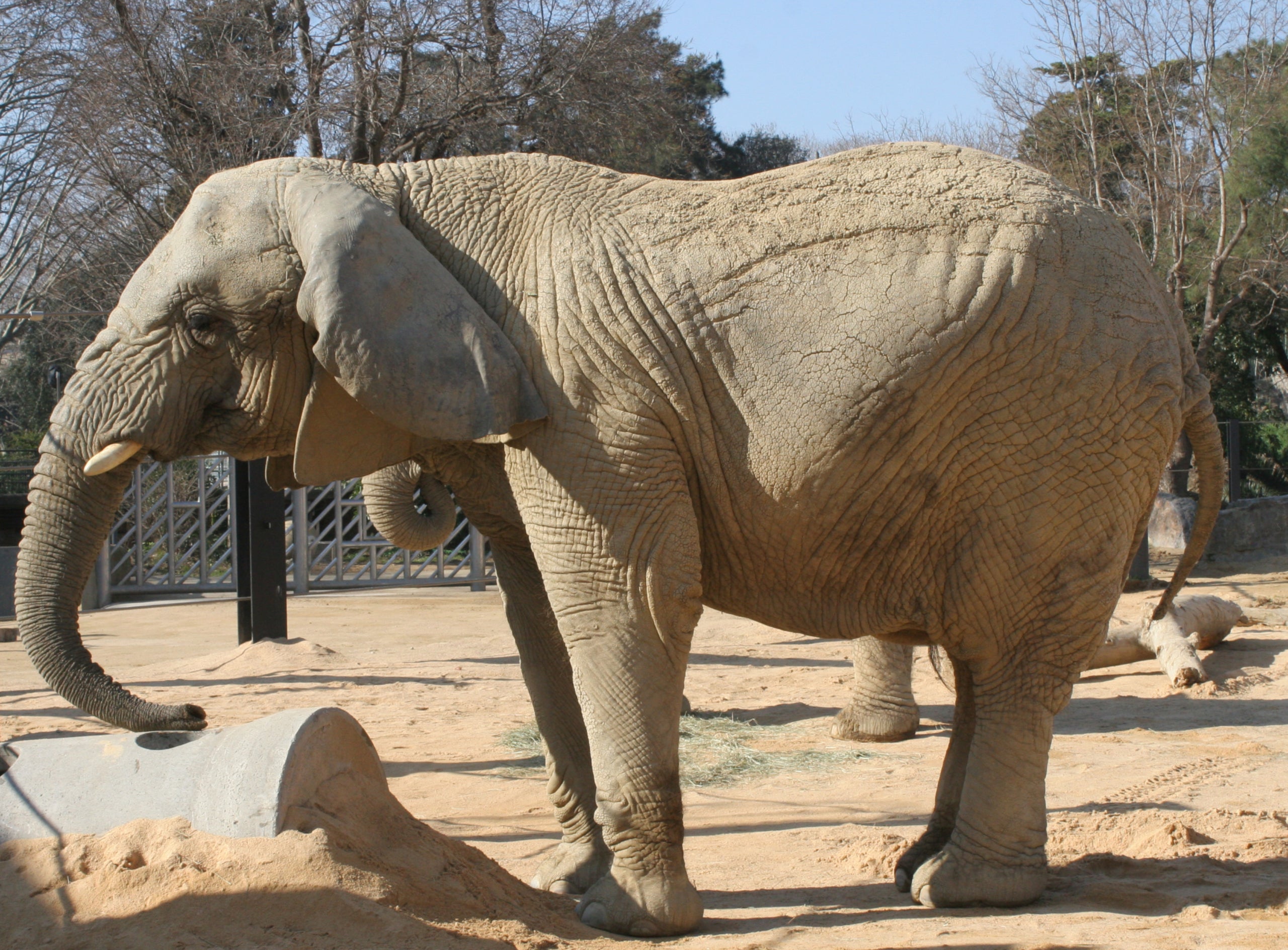 Imagen de Yoyo, la elefanta más longeva del mundo, que ha muerto en el Zoo de Barcelona / ACN