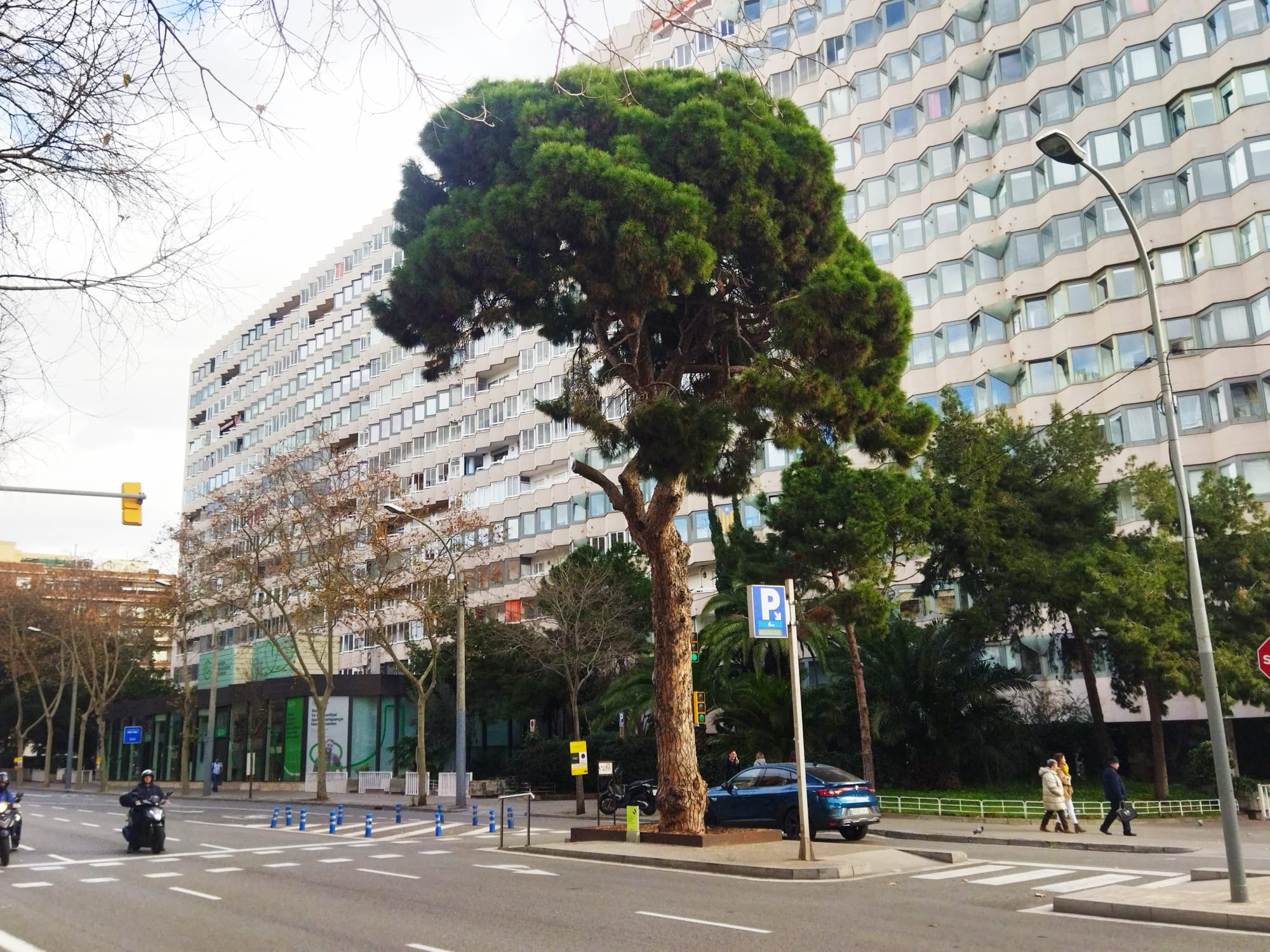 El Pi de les Corts, al barri de les Corts, un símbol del barcelonisme / Jordi Subirana 