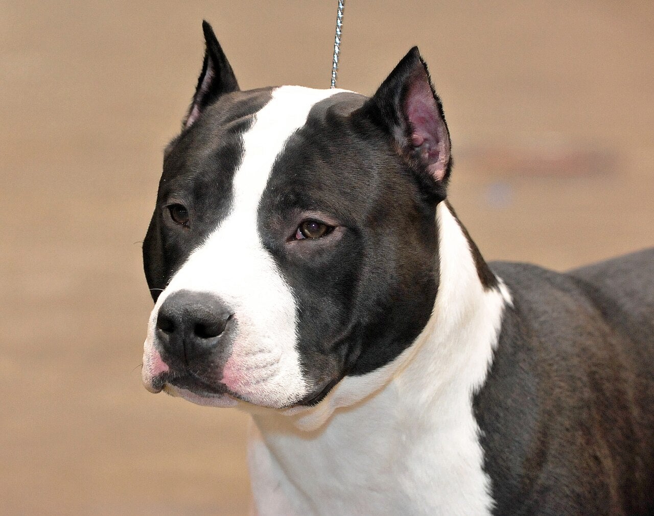 Imatge d'arxiu d'un gos de la raça American Staffordshire Terrier com el que va atacar dues persones a Vallvidrera / State Farm (Wikimedia/CC BY 2.0) 