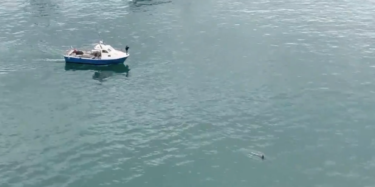 Una embarcació del Port de Barcelona segueix el dofí que ha entrat a la bocana / Port de Barcelona