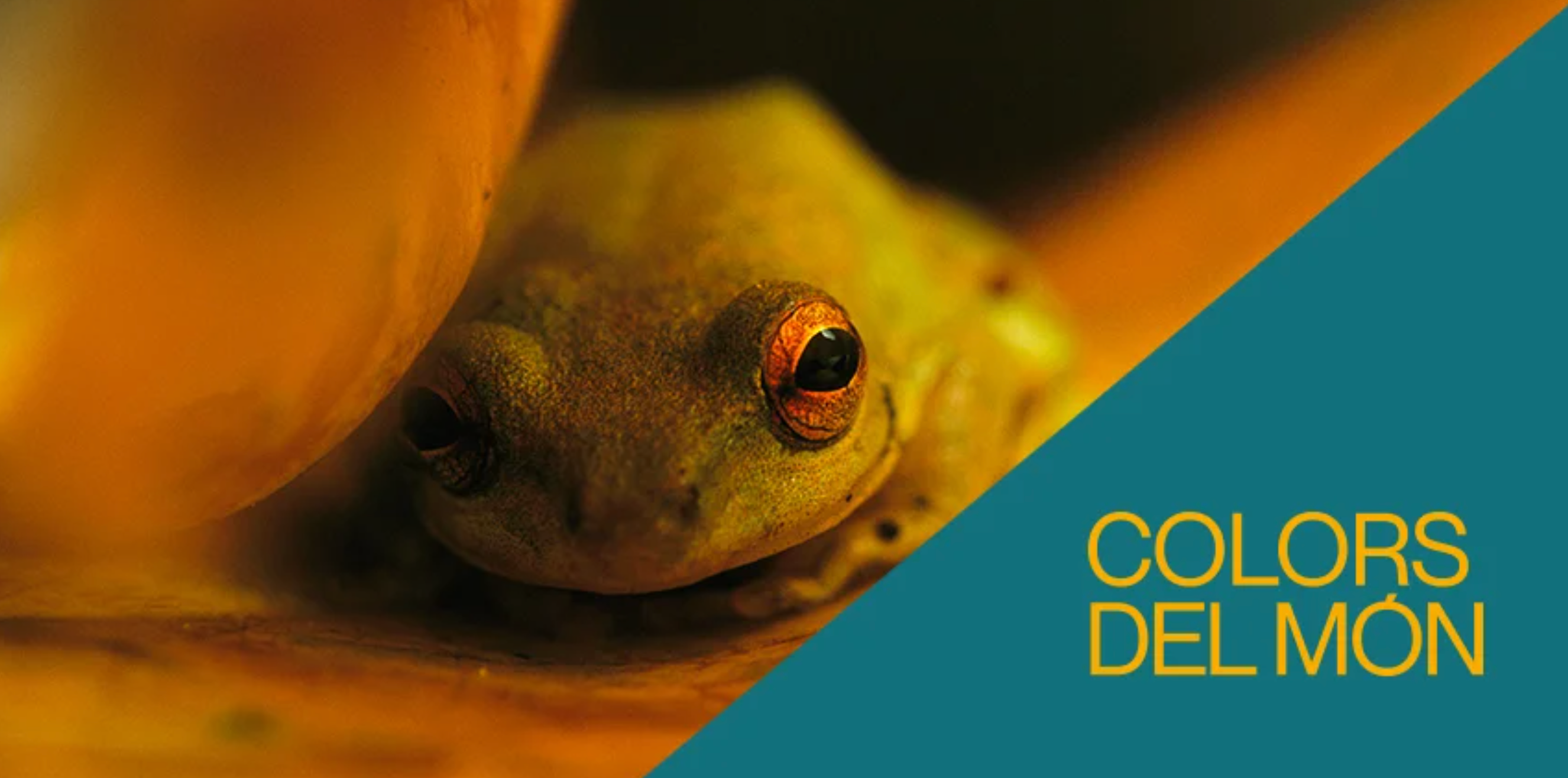 Exposició Colors del món, al Caixa Fòrum de Lleida