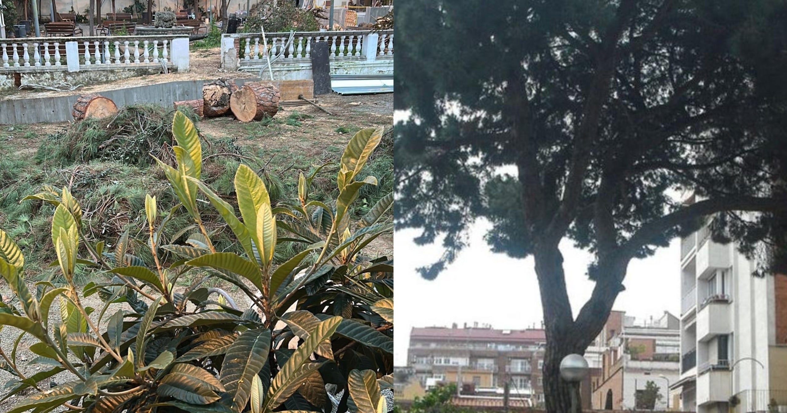 Dues imatges del pi protegit de Sant Andreu. A l'esquerra, caigut i trossejat; a la dreta, quan estava dempeus /Xarxa X-Ximena Gadea, consellera de Junts per Barcelona