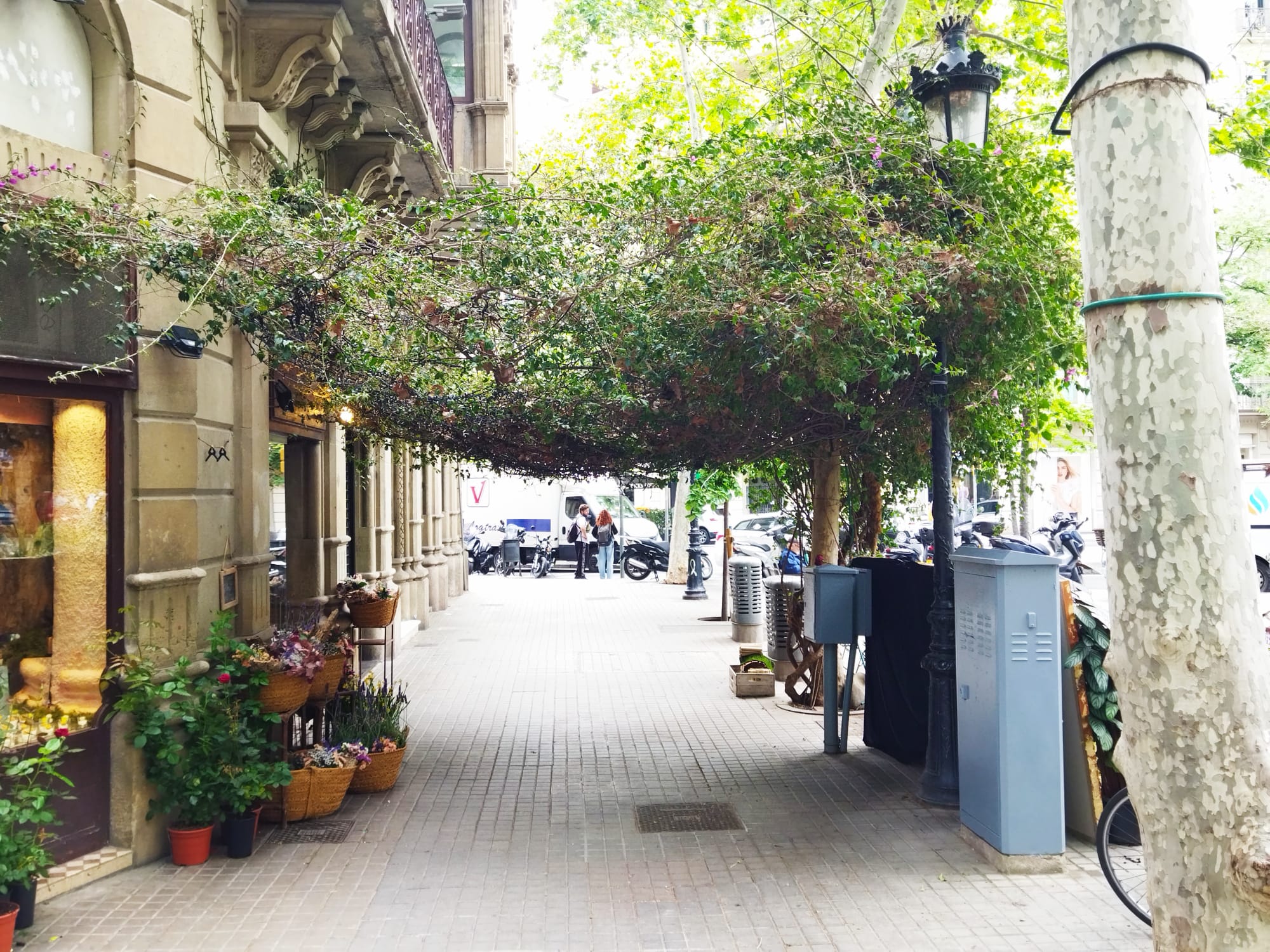La buguenvíl·lea de la rambla de Catalunya amb el carrer de Còrsega / Jordi Subirana