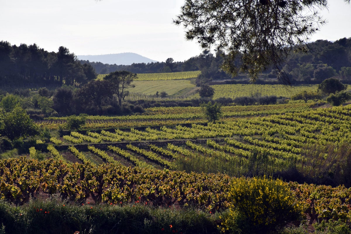 Paisatge de vinyes del Penedès | DO Penedès