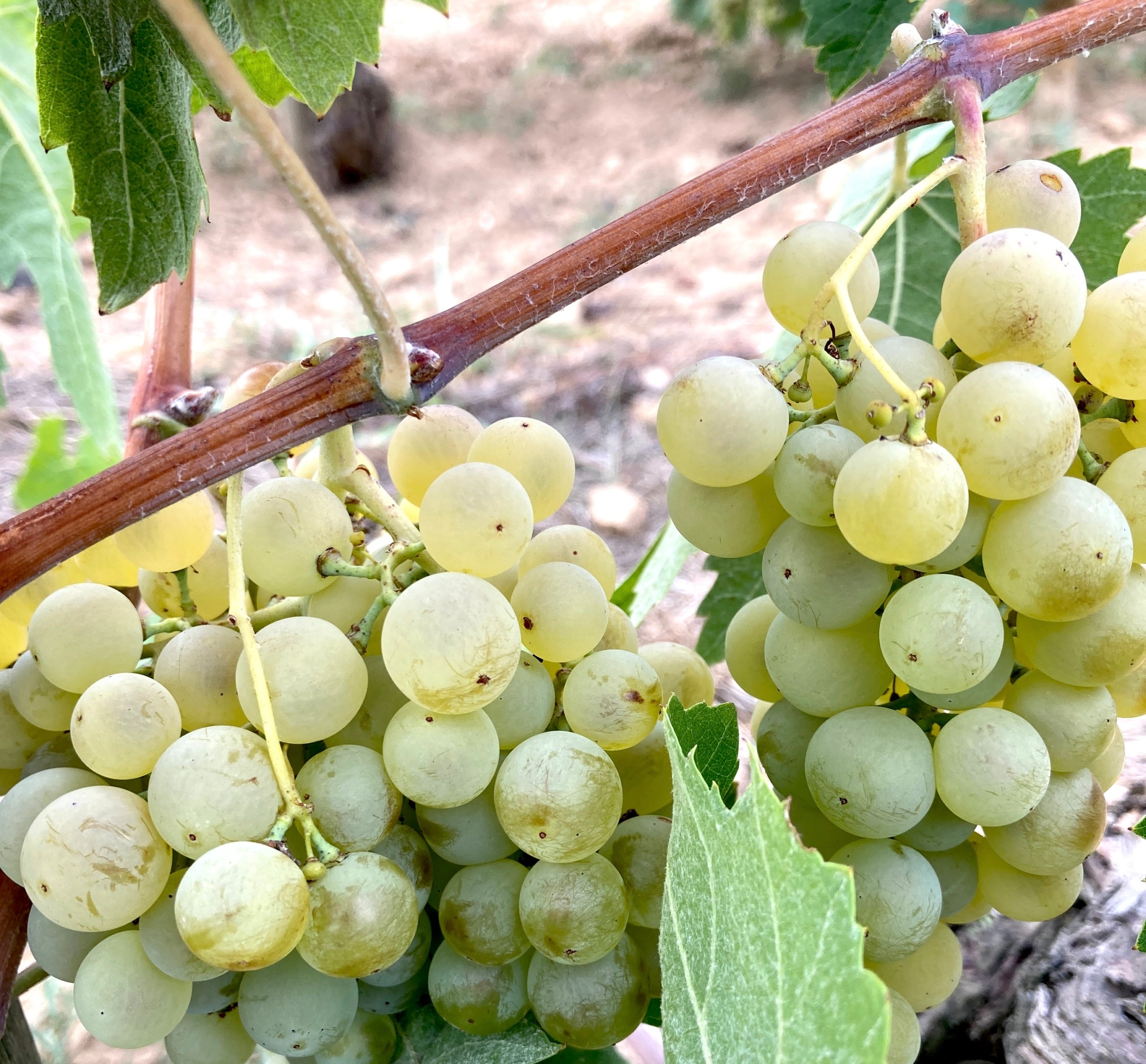 Imatge d'un gotim de raïm de la varietat xarel·lo de Penedès / E.V.
