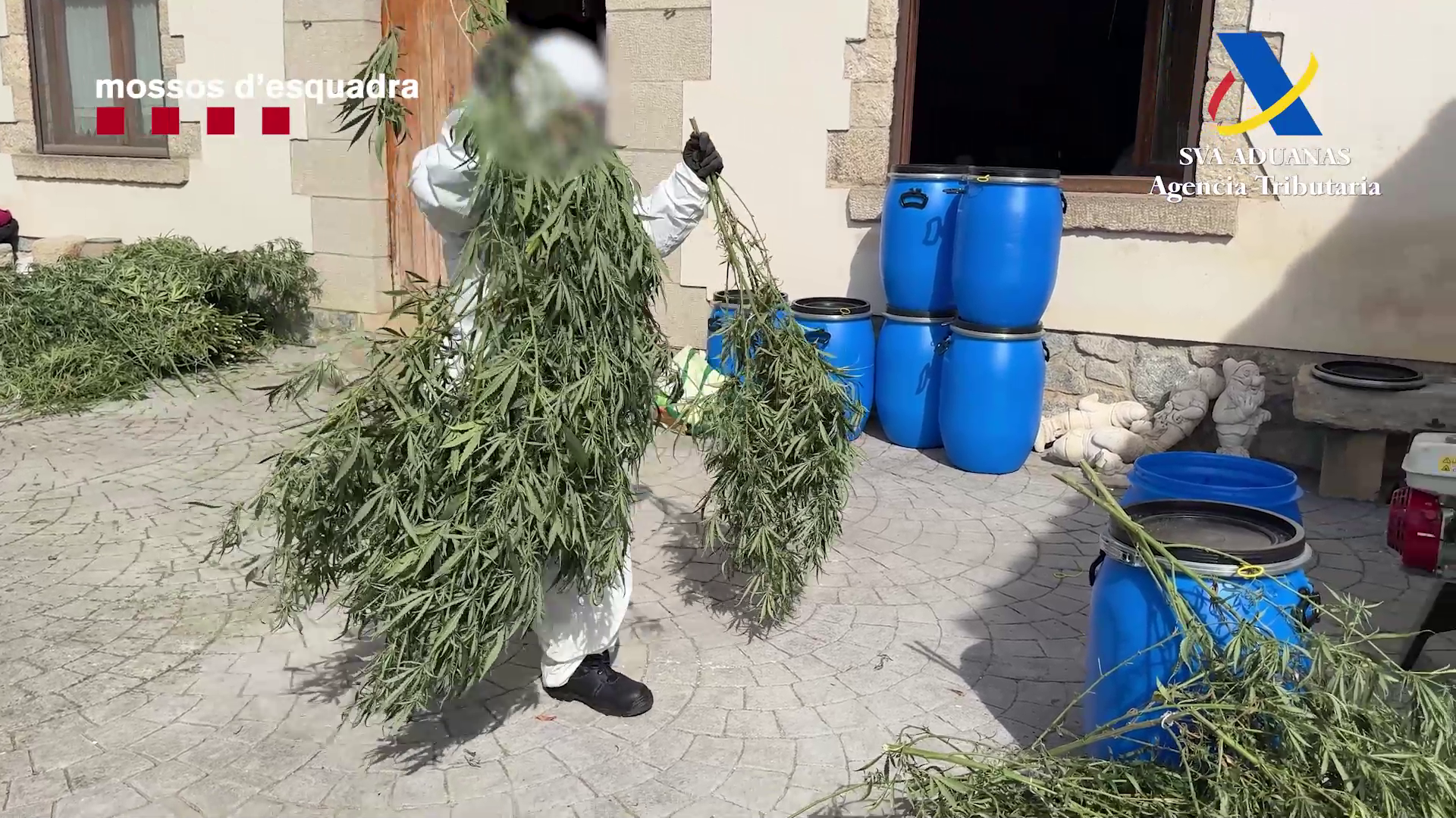 Un agent amb plantes de marihuana intervingudes / Mossos-Agència Tributària