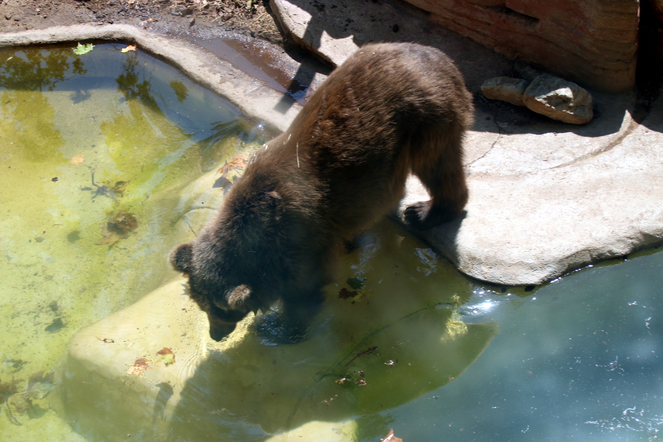 Un os es banya a l'aigua en ple estiu al Zoo de Barcelona. | Natàlia Segura (ACN)