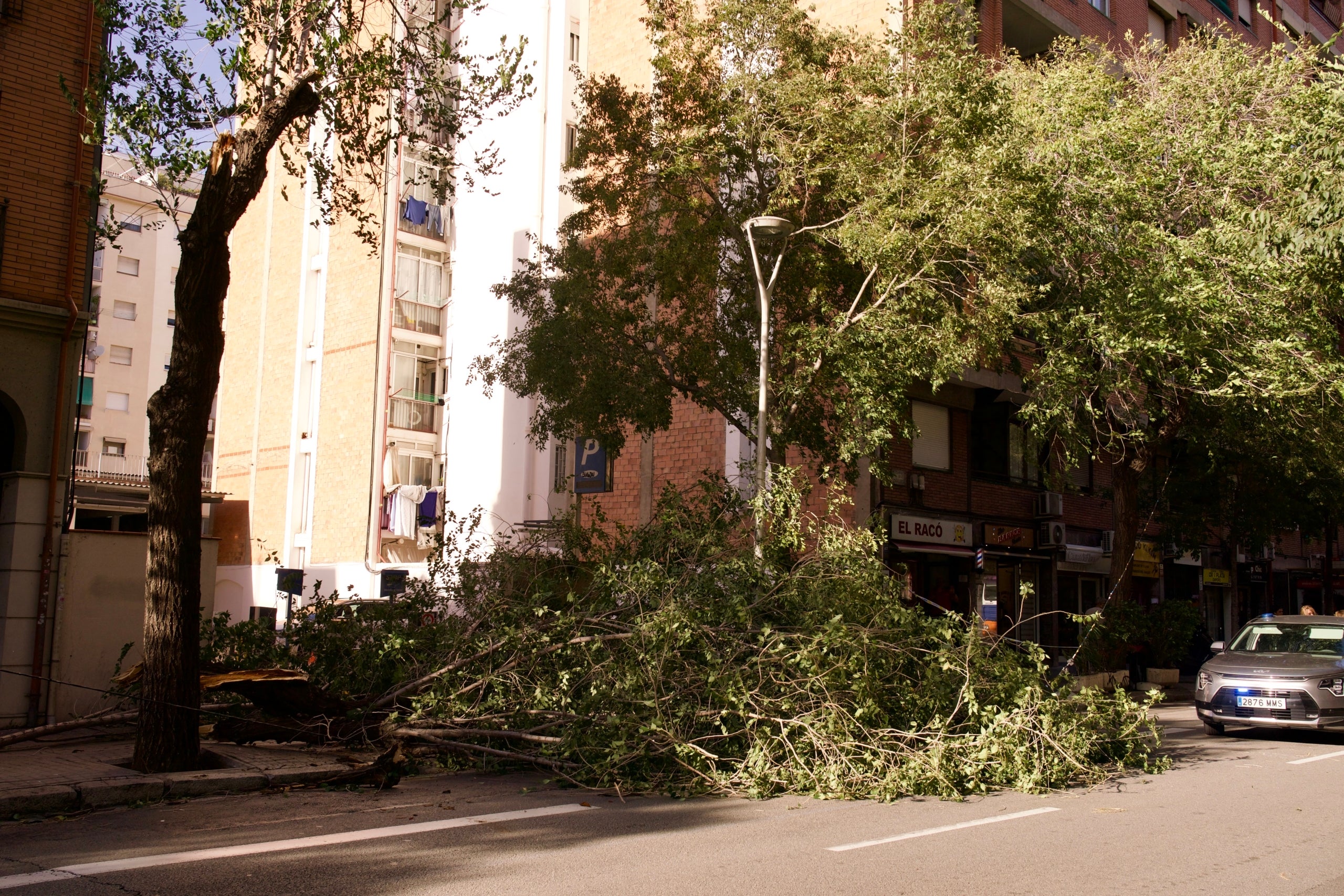 Arbres caiguts a Barcelona pel fort vent al carrer de Mallorca entre el carrer Rogent i Sibelius| Mireia Comas