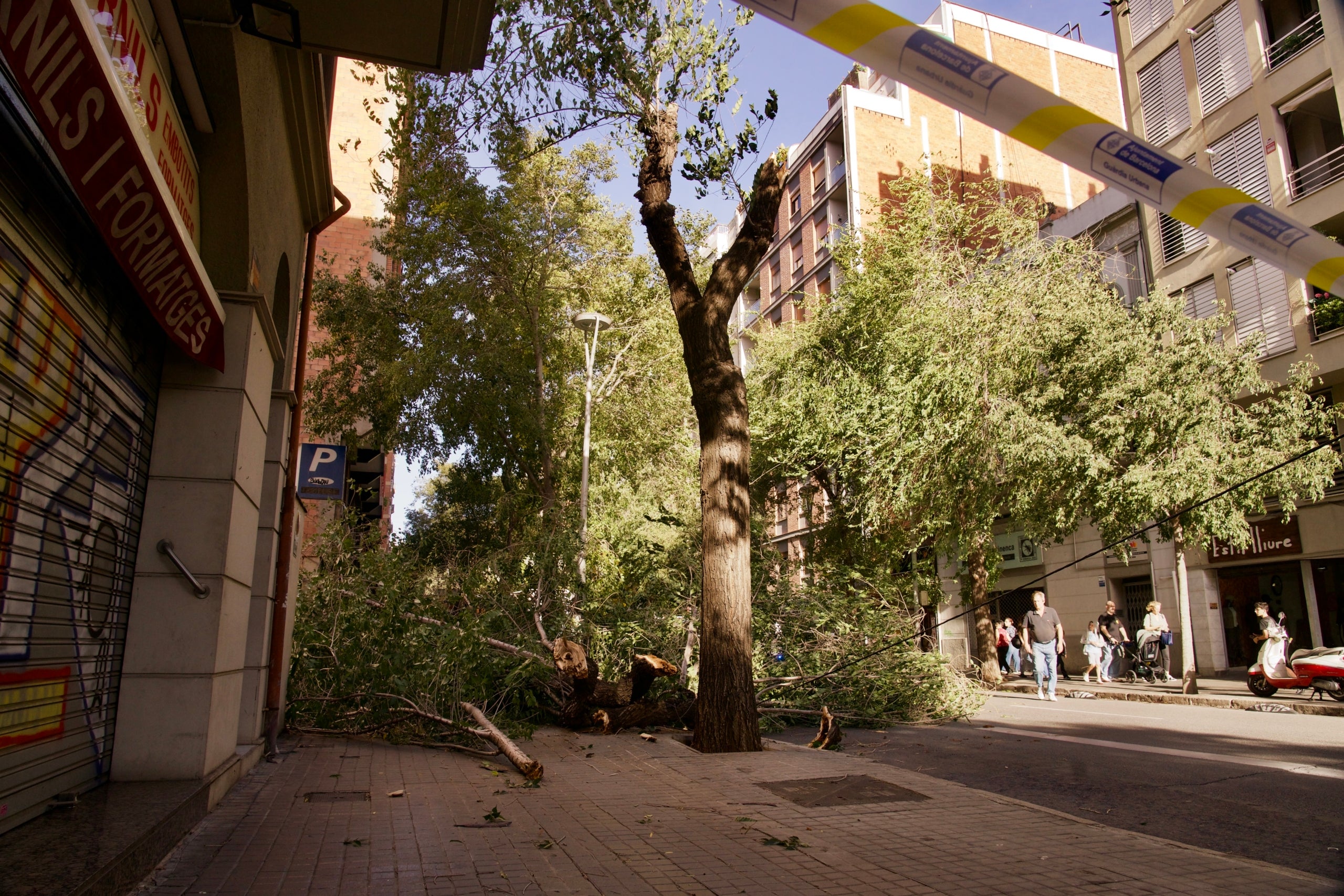 Arbres caiguts a Barcelona pel fort vent al carrer de Mallorca entre el carrer Rogent i Sibelius| Mireia Comas