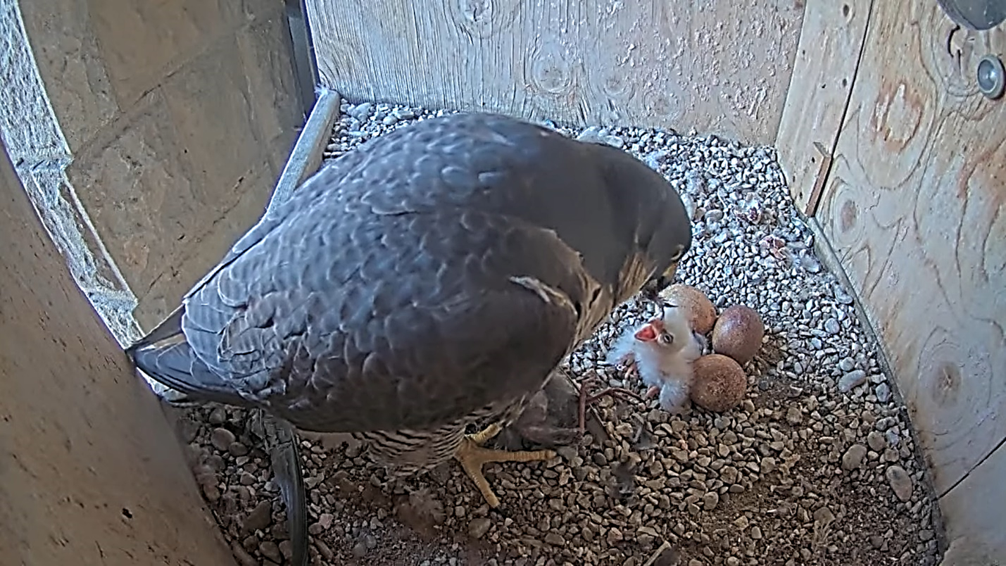 Falcons a la Sagrada Família vistos des de la càmera web