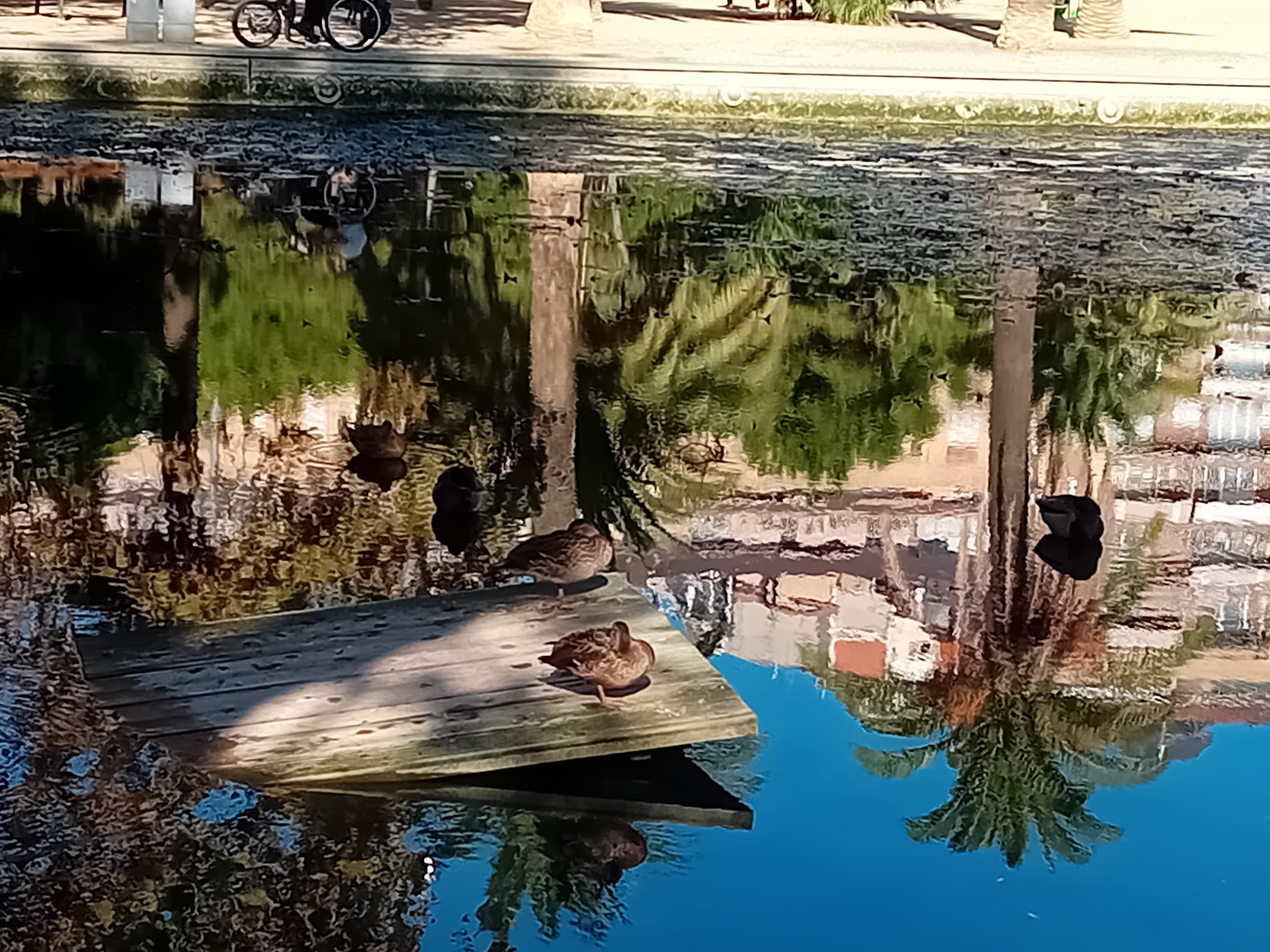 Una ànecs sobre una fusta durant el buidatge del llac dels Jardins del Baix Guinardó / Cedida al TOT