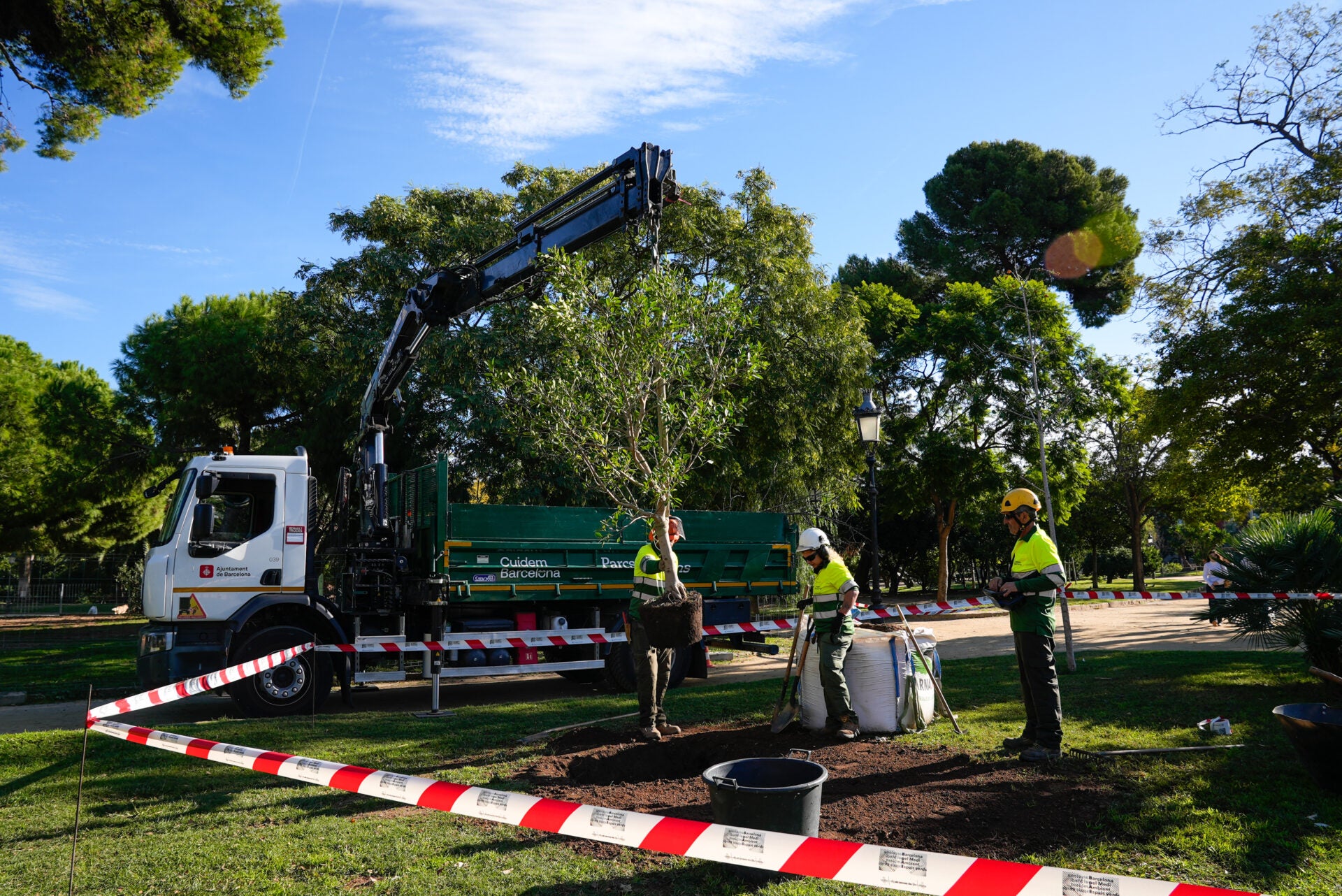 Operaris de Parc i Jardins planten un arbre / Ajuntament