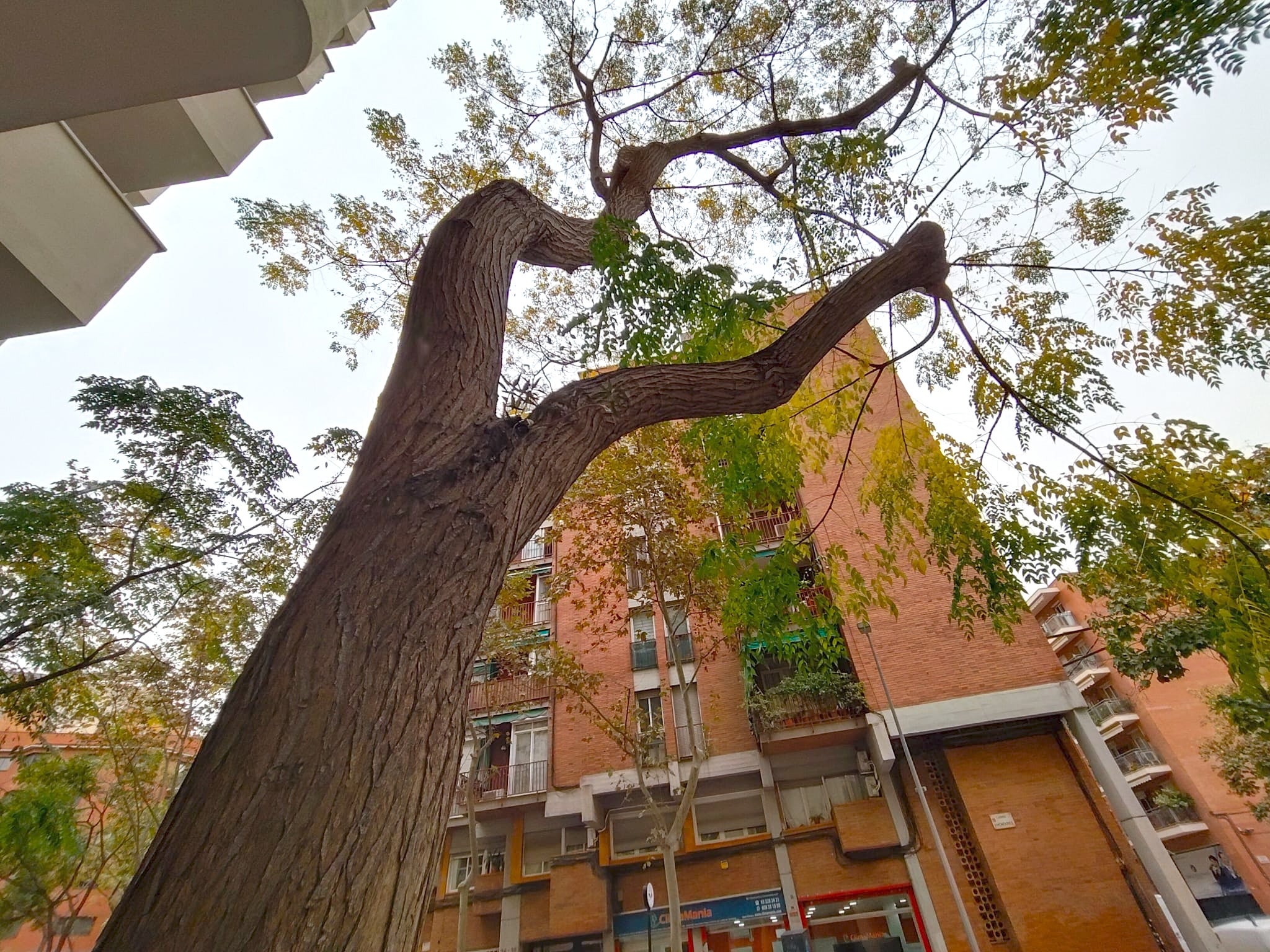 L'arbre famós del carrer d'Hondures a la Sagera