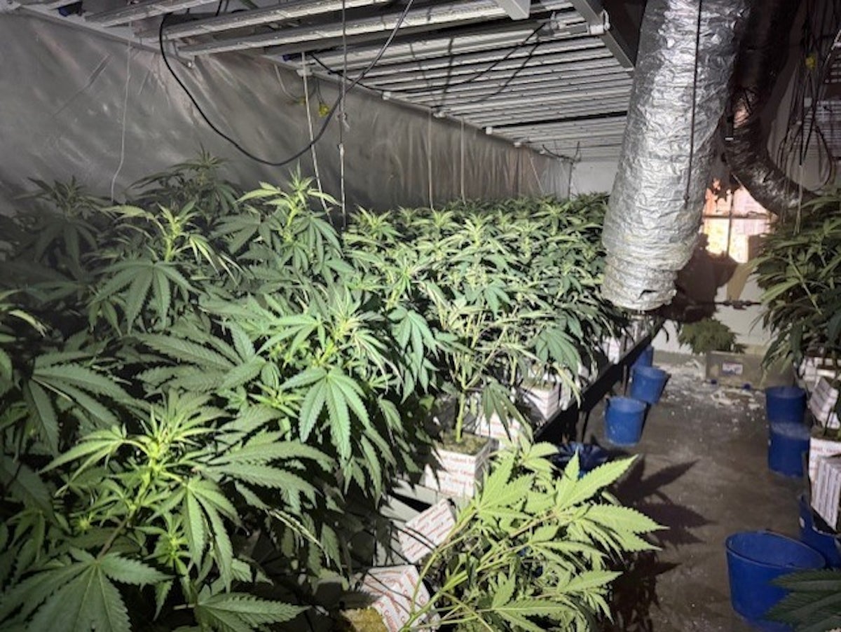 Una de les plantacions de marihuana desmantellades en pisos del districte de Sant Martí de Barcelona / Mossos d'Esquadra