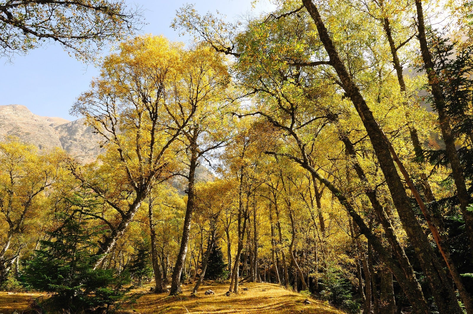 La creación de paisajes agroforestales más resilientes se destaca como un ámbito clave para impulsar la bioeconomía en Cataluña / Foto: Generalitat de Catalunya