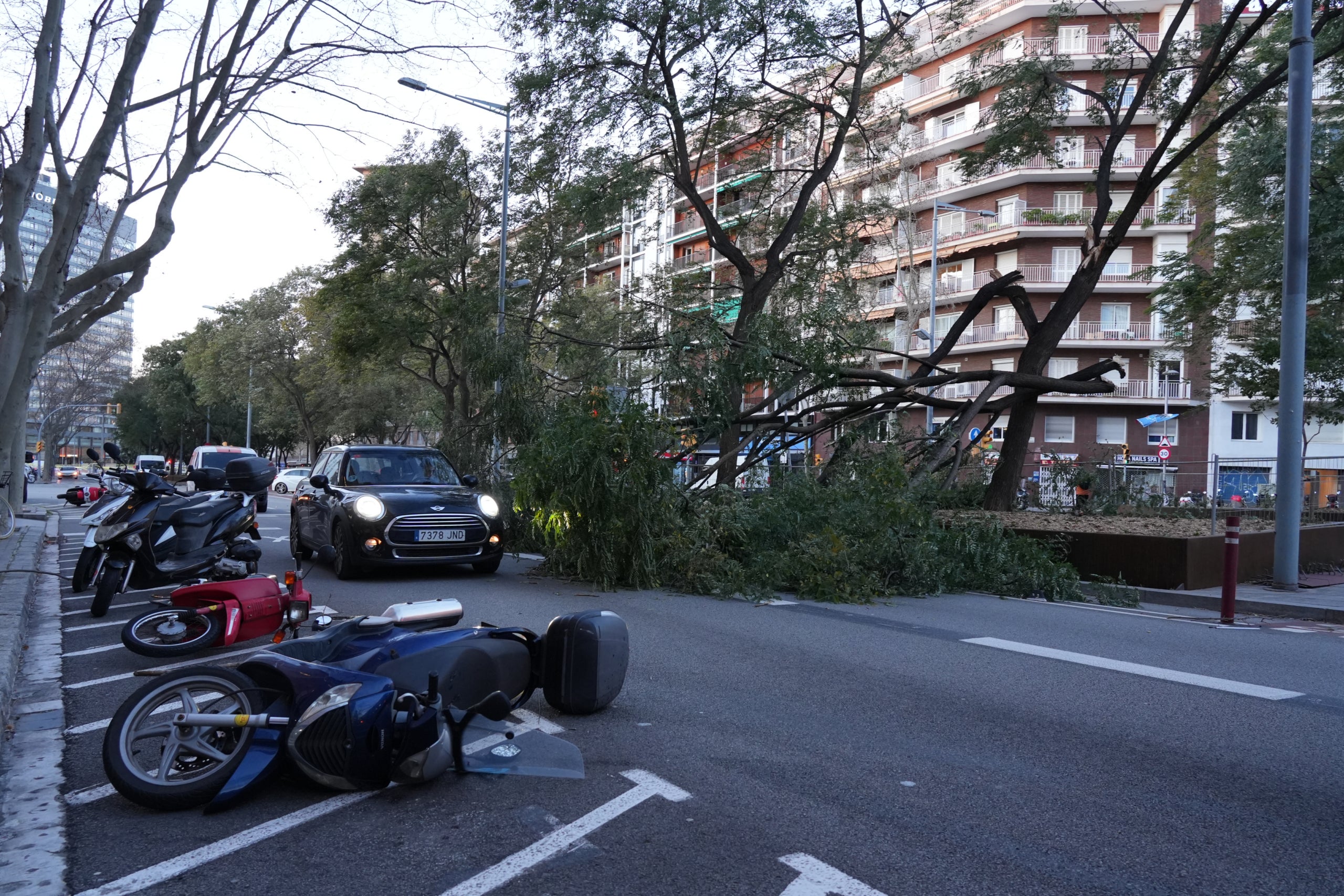 Un arbre caigut als voltants de l'estació de Sants mentre passa un cotxe / ACN-Àlex Recolons 