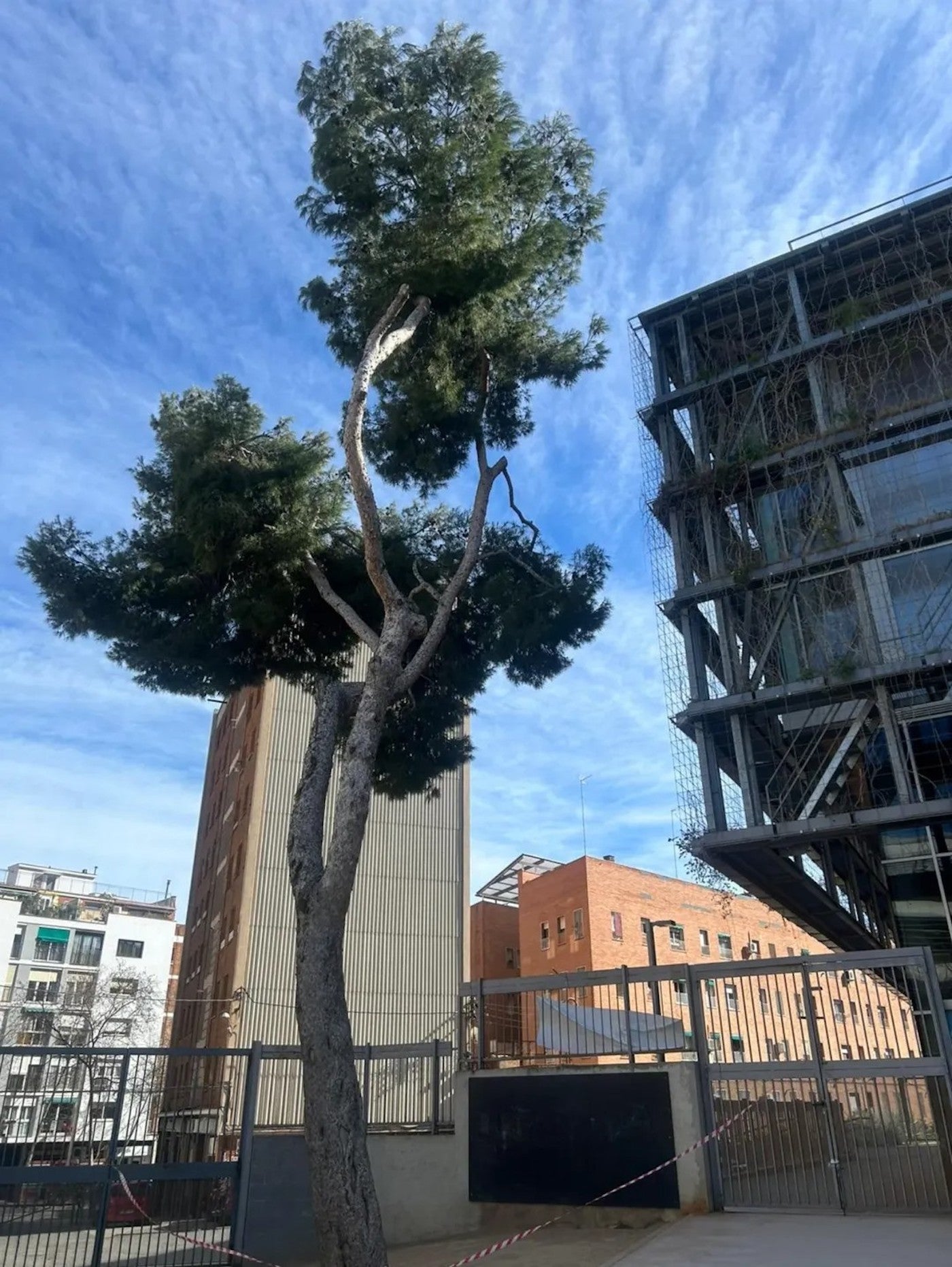 L'arbre de l'escola Calderón de Nou Barris, abans de ser talat / Instagram-AFA escola Calderón