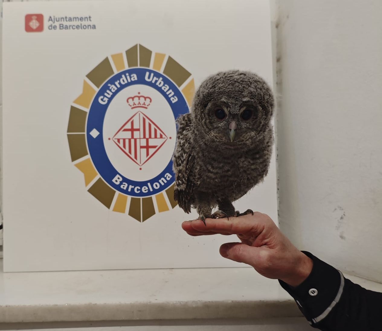 Imatge del gamarús rescatat a Barcelona | GUB