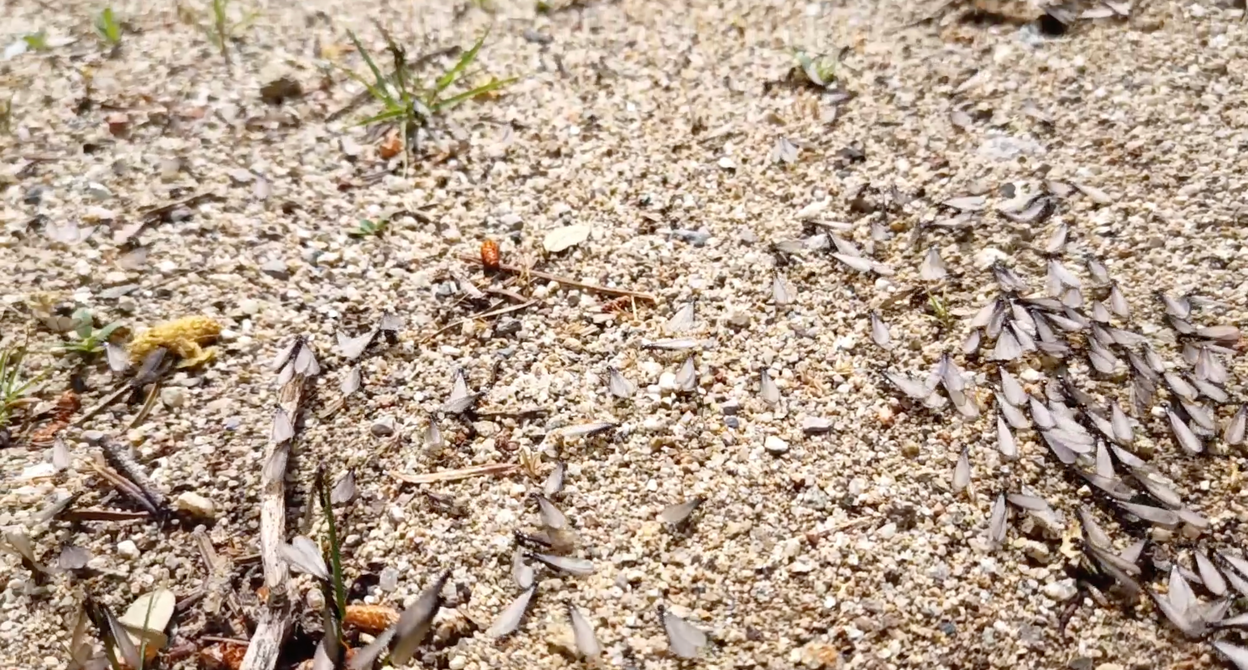 Vol nupcial de formigues alades | ALFONS PUERTAS