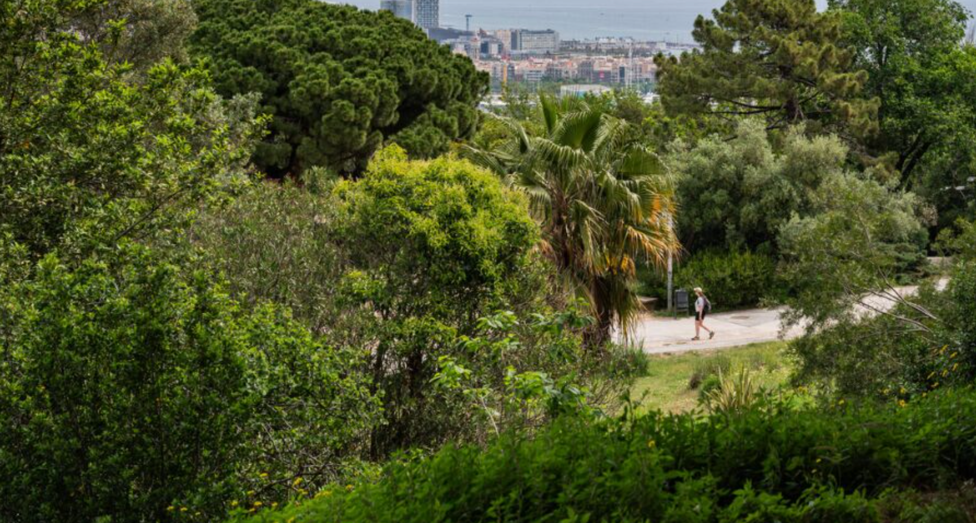 El Catàleg d’arbres d’interès local conté els exemplars d’arbres, palmeres i arbustos més valuosos 